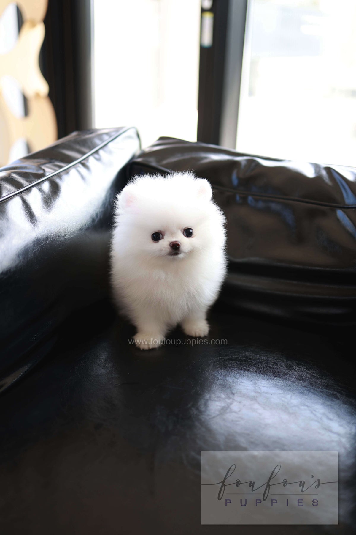 Miso - Pomeranian M.