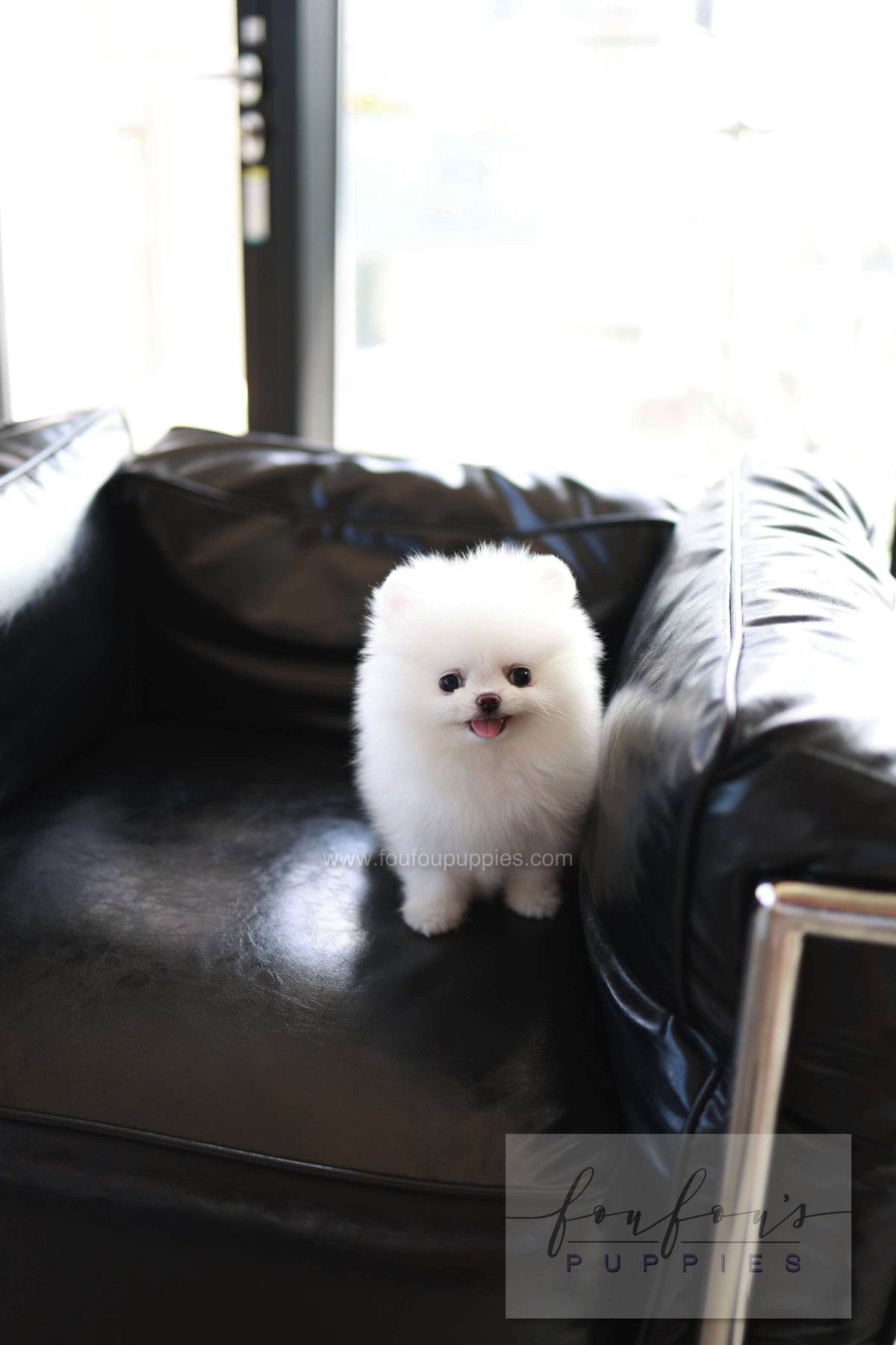 Miso - Pomeranian M.