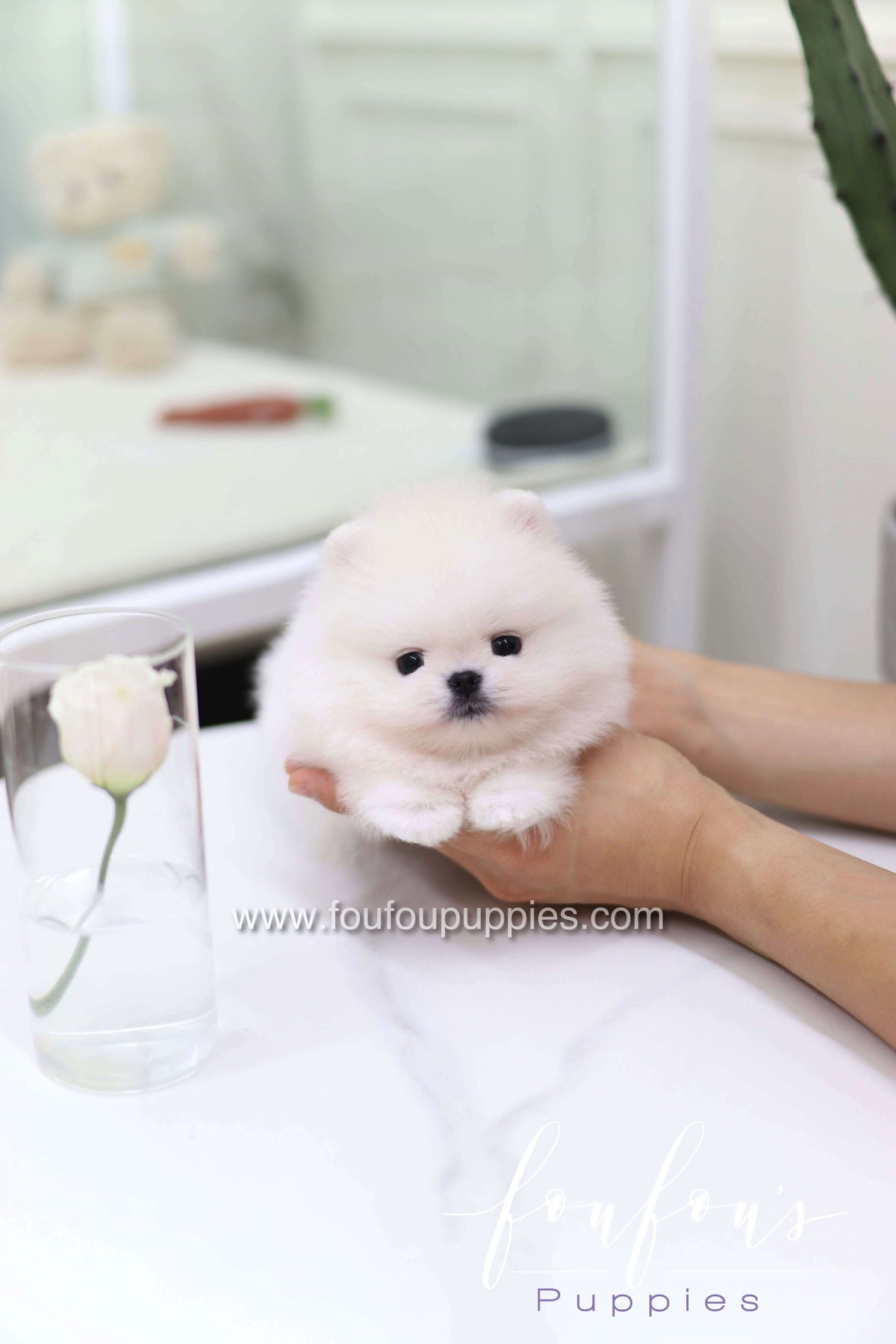Miss Cotton Candy - Pomeranian F.