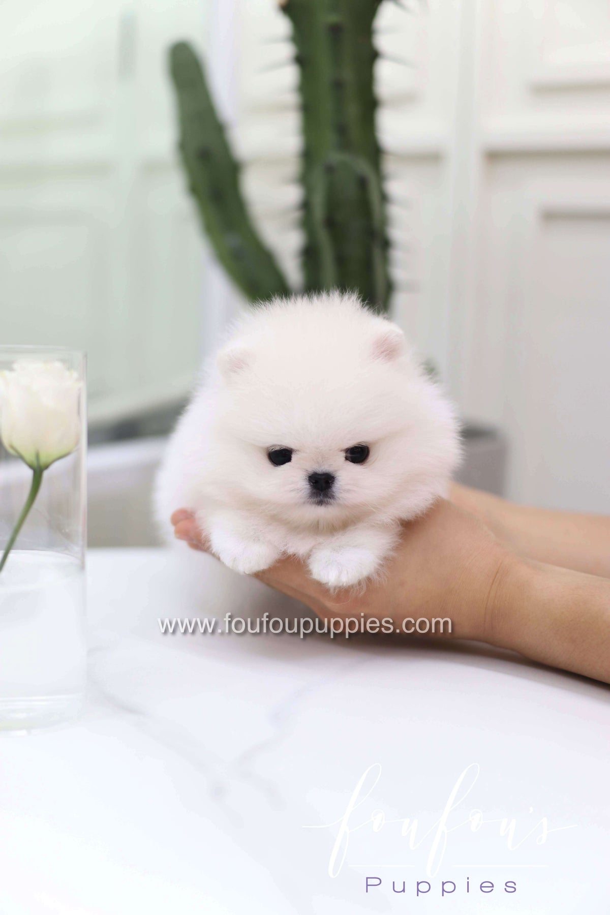 Miss Cotton Candy - Pomeranian F.
