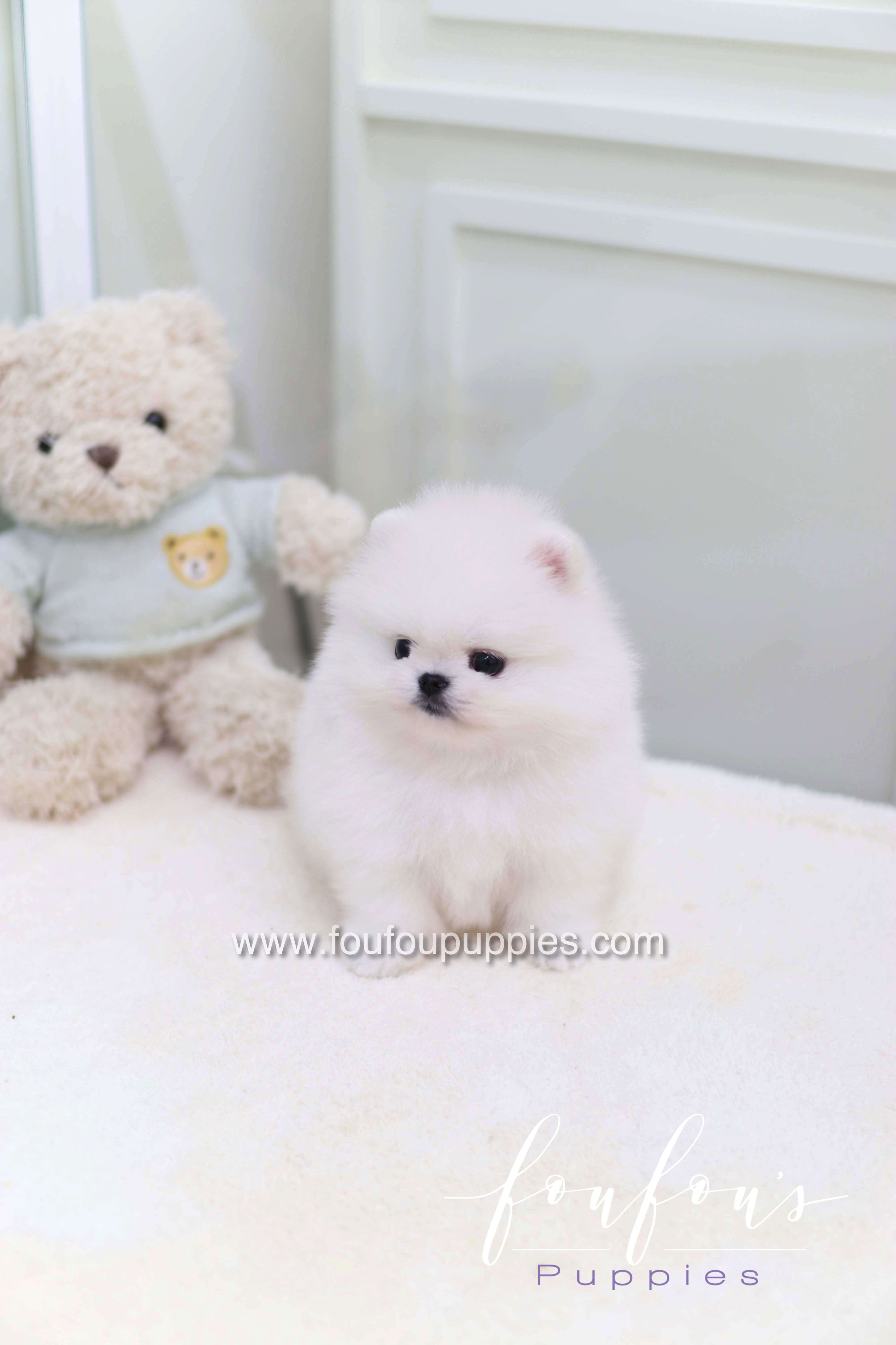 Miss Cotton Candy - Pomeranian F.