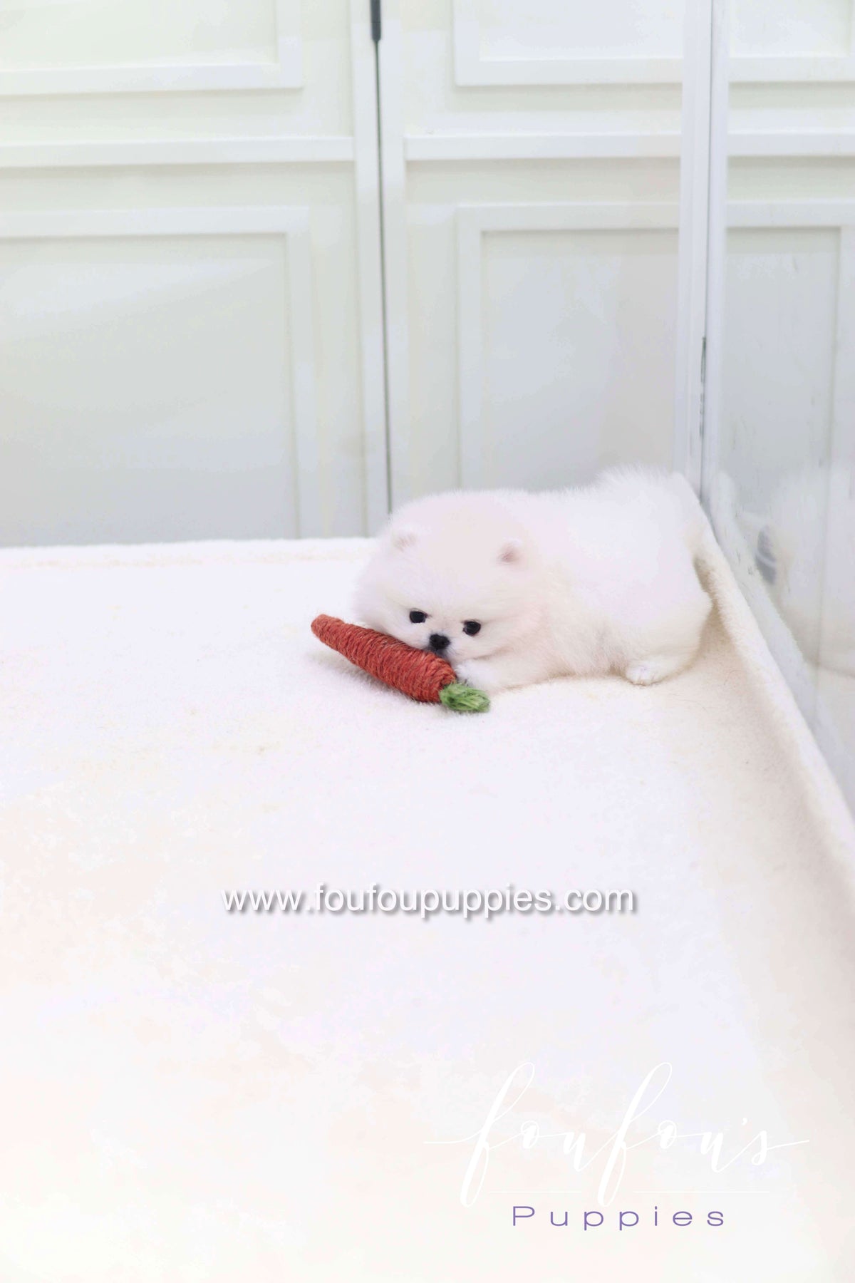 Miss Cotton Candy - Pomeranian F.