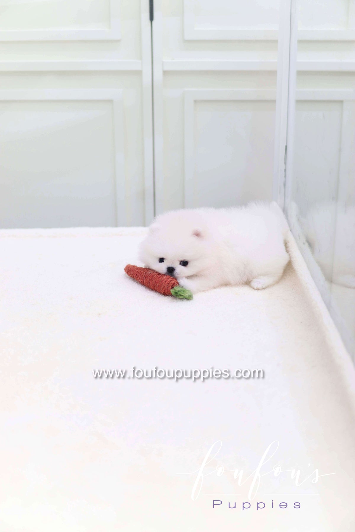 Miss Cotton Candy - Pomeranian F.