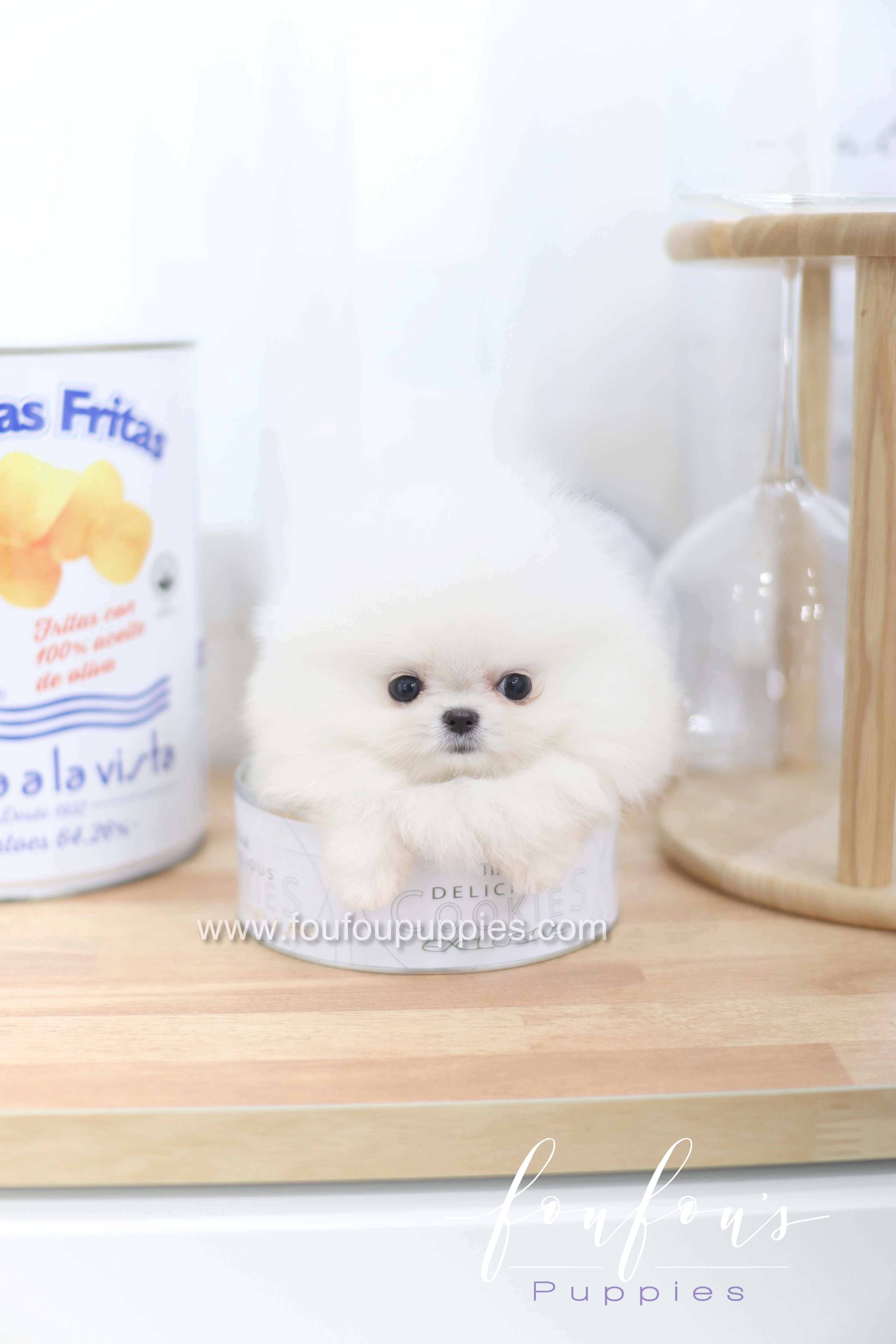 Miss Cloud - Pomeranian F.