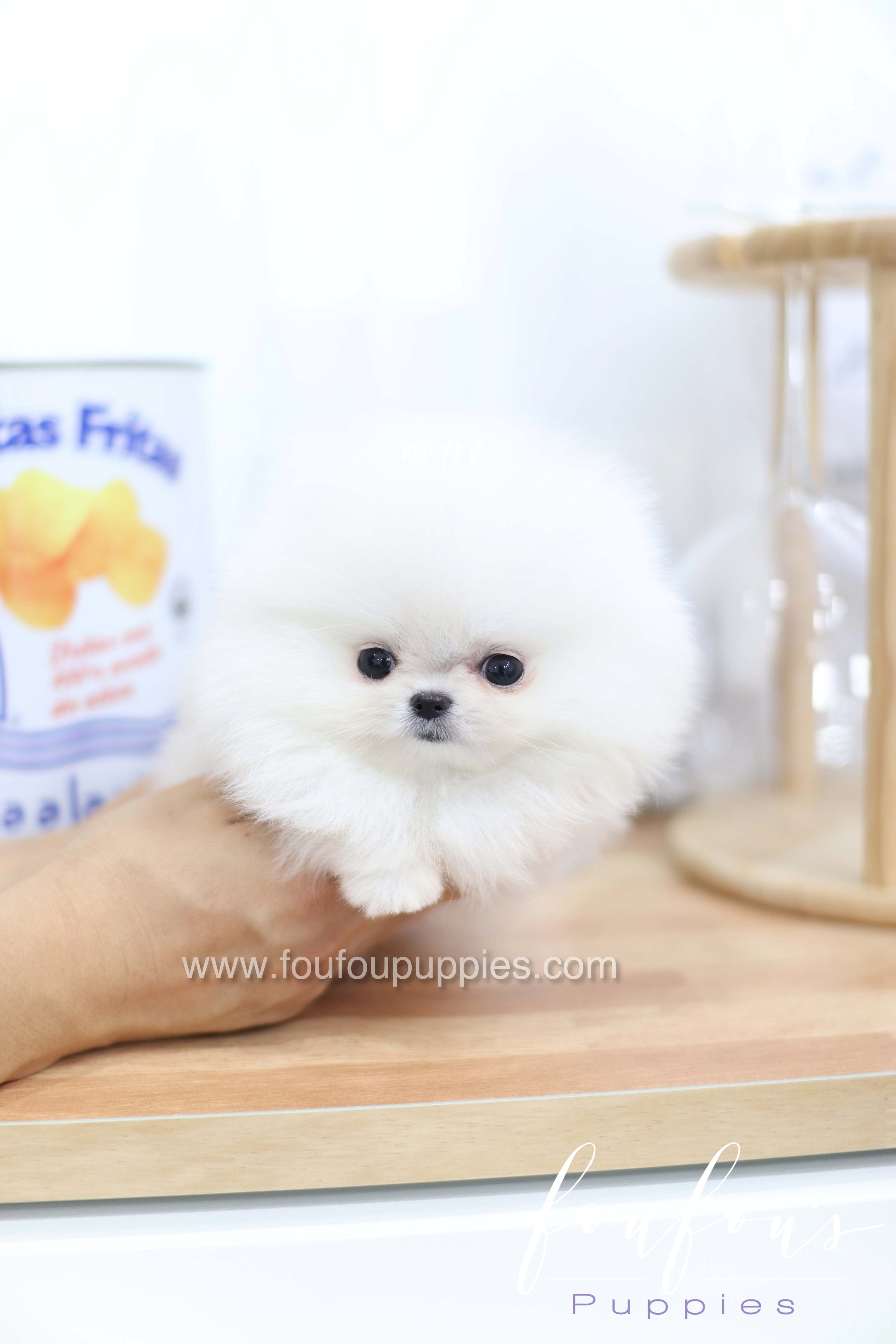 Miss Cloud - Pomeranian F.