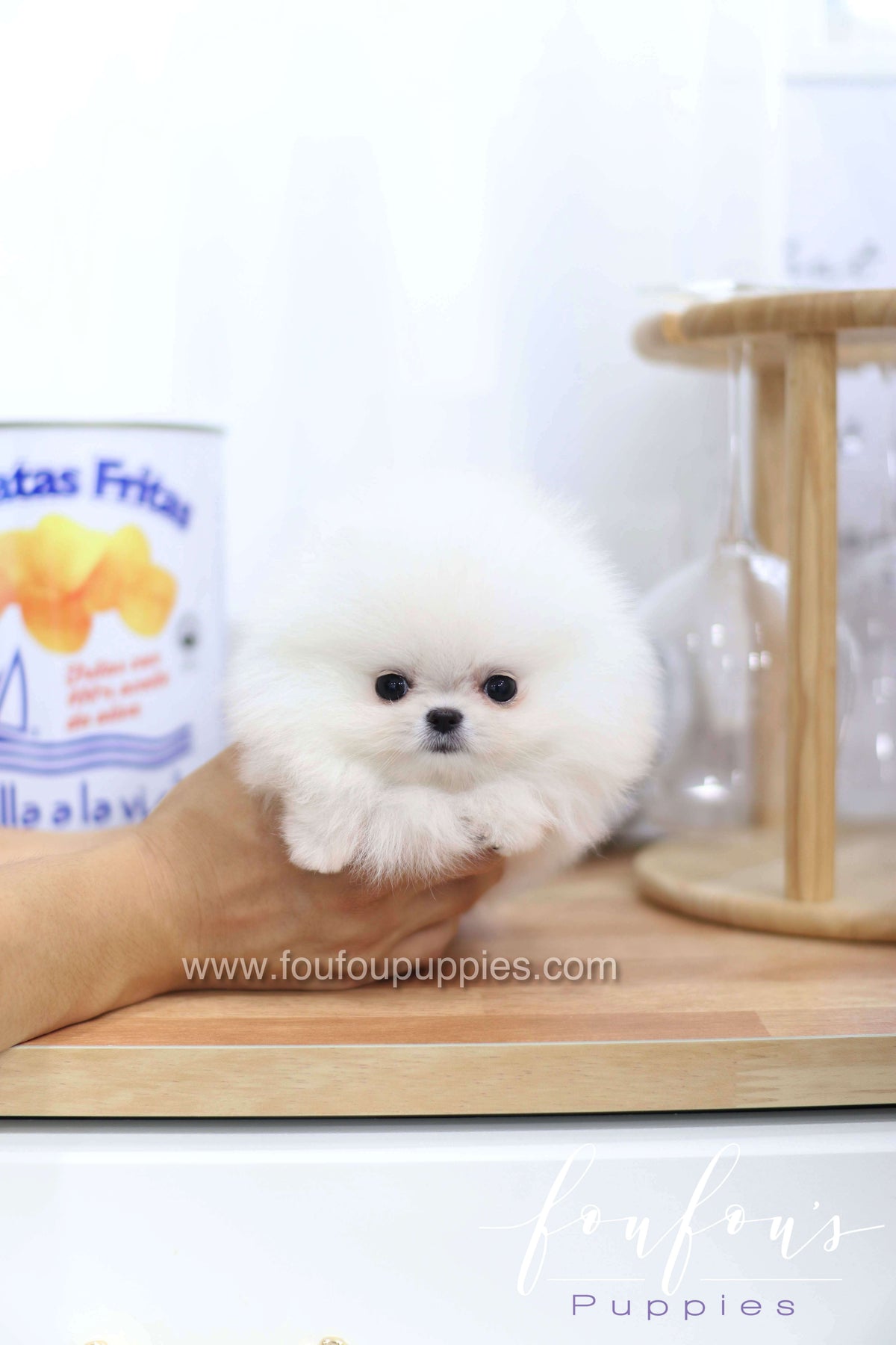 Miss Cloud - Pomeranian F.
