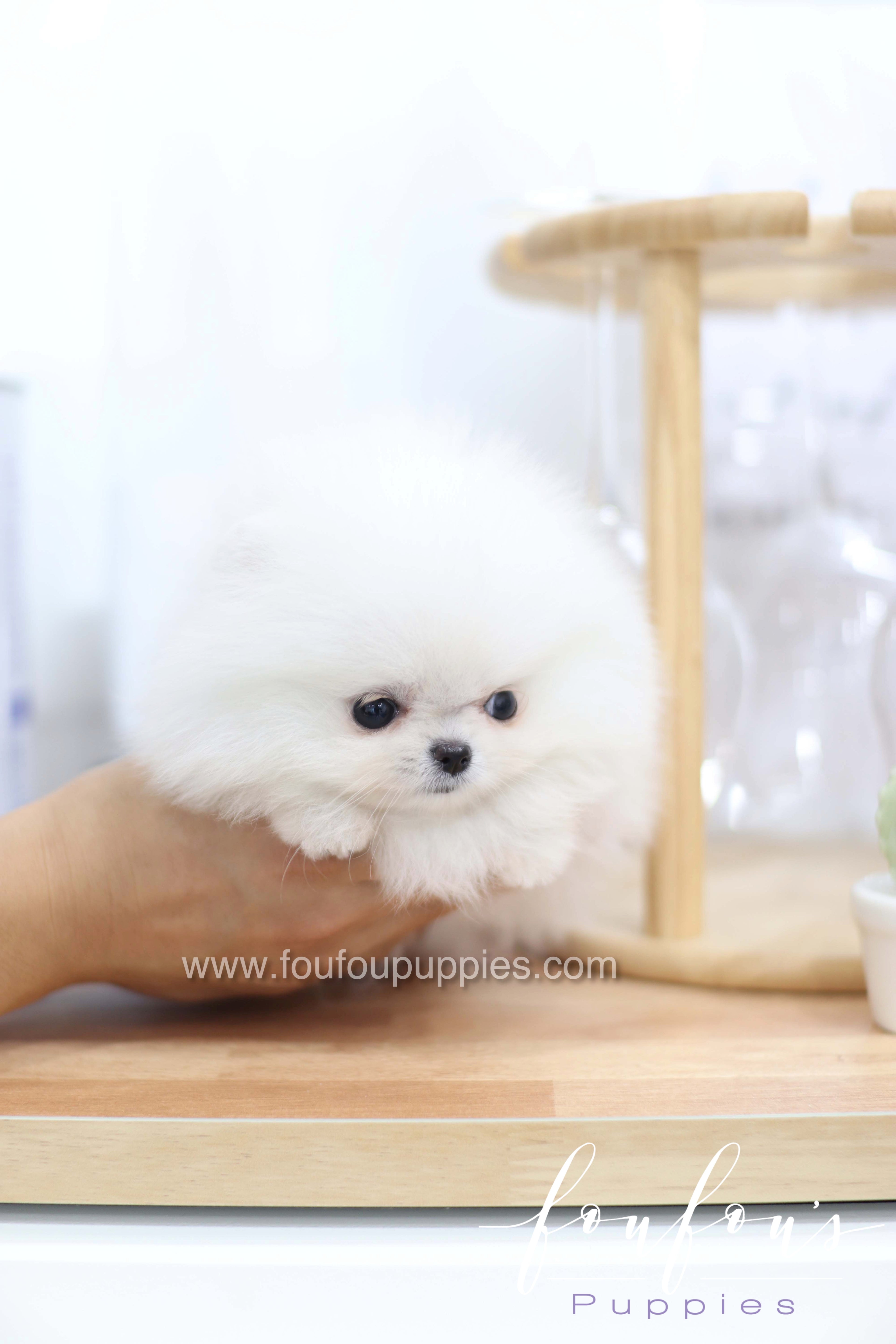 Miss Cloud - Pomeranian F.