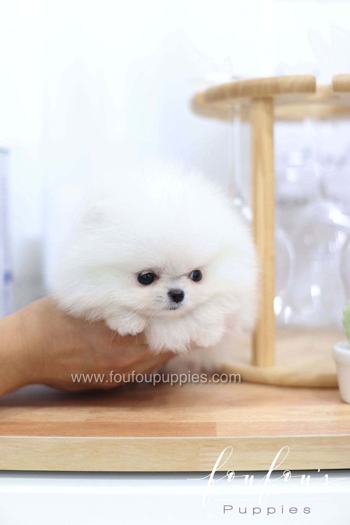 Miss Cloud - Pomeranian F.