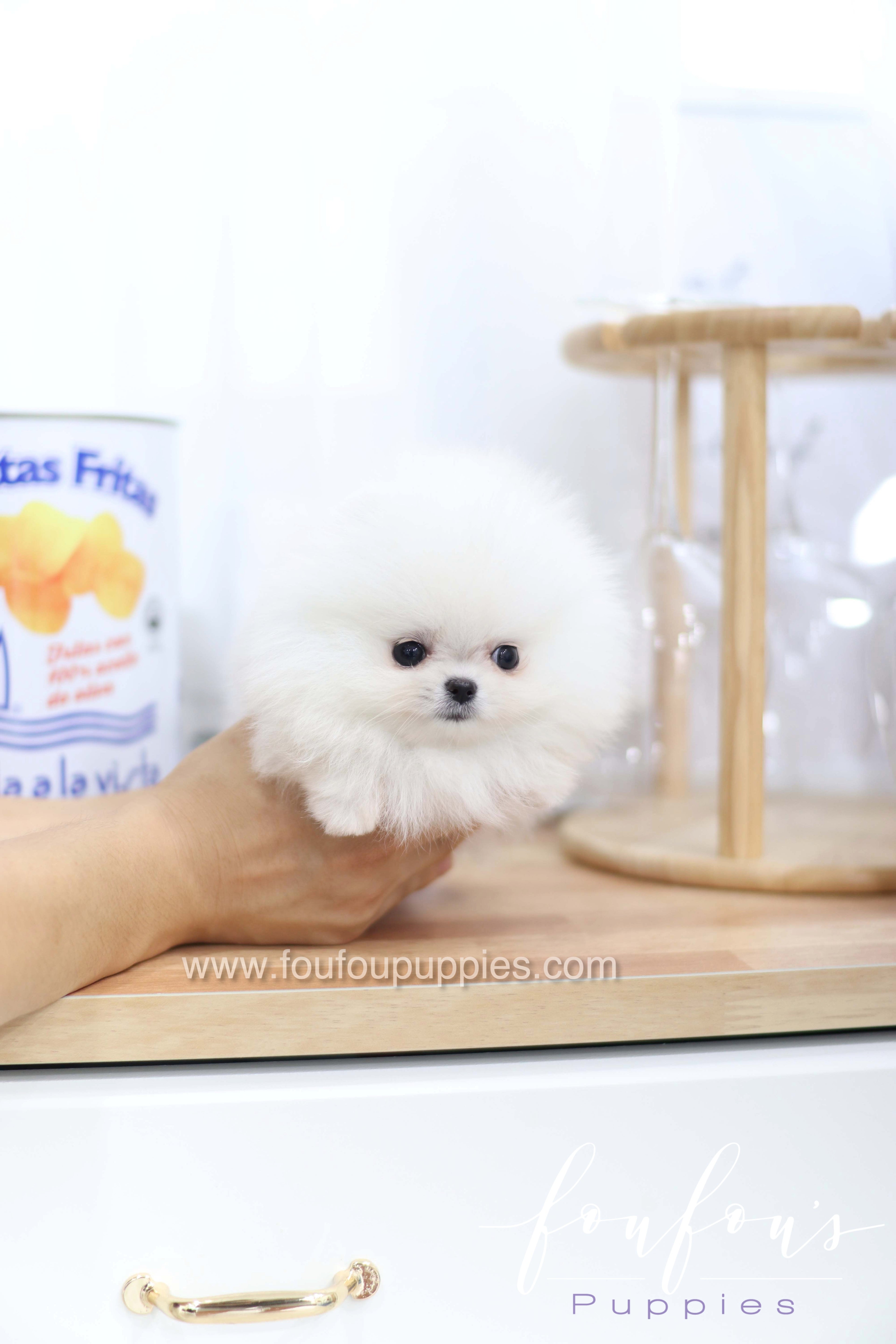 Miss Cloud - Pomeranian F.