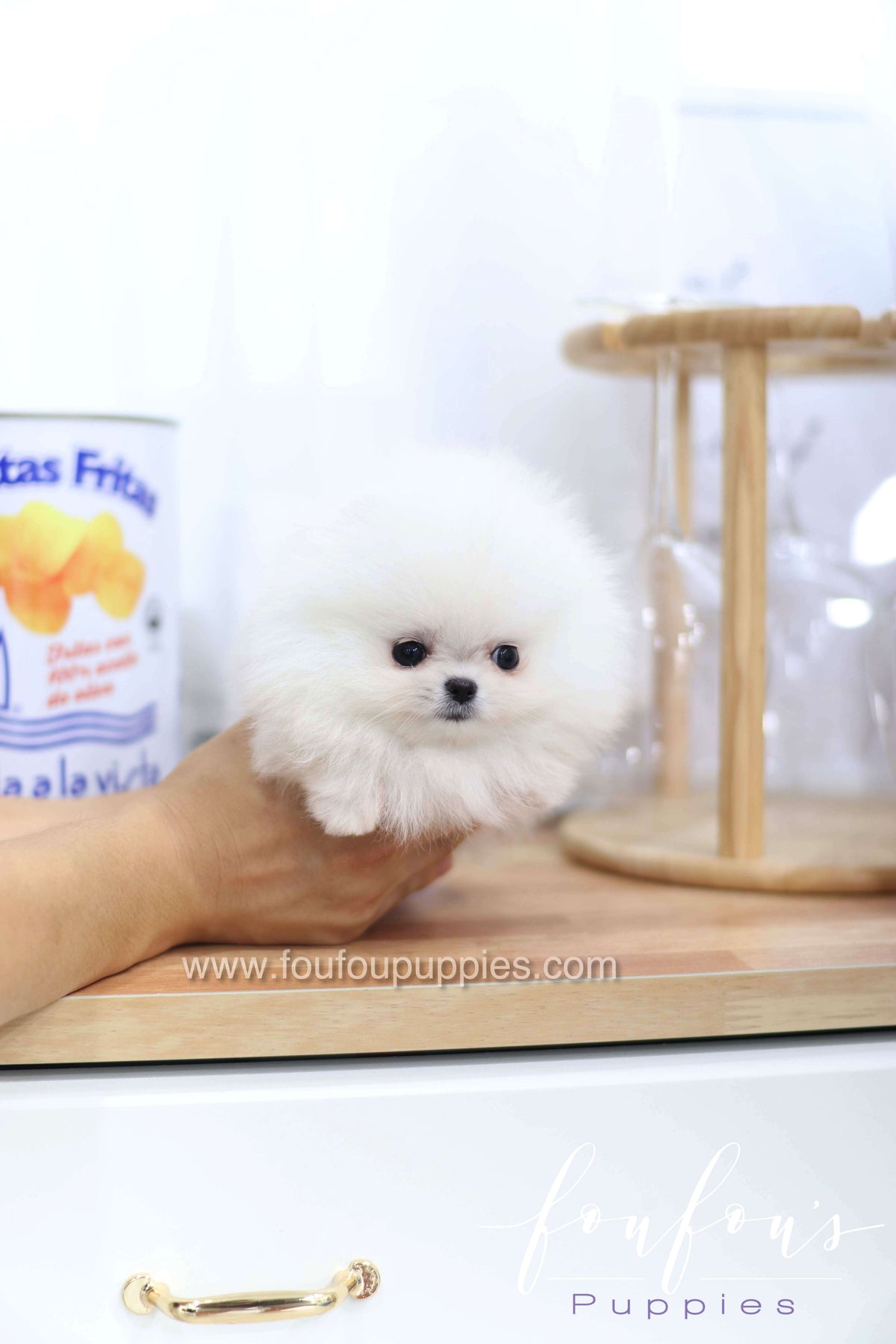 Miss Cloud - Pomeranian F.