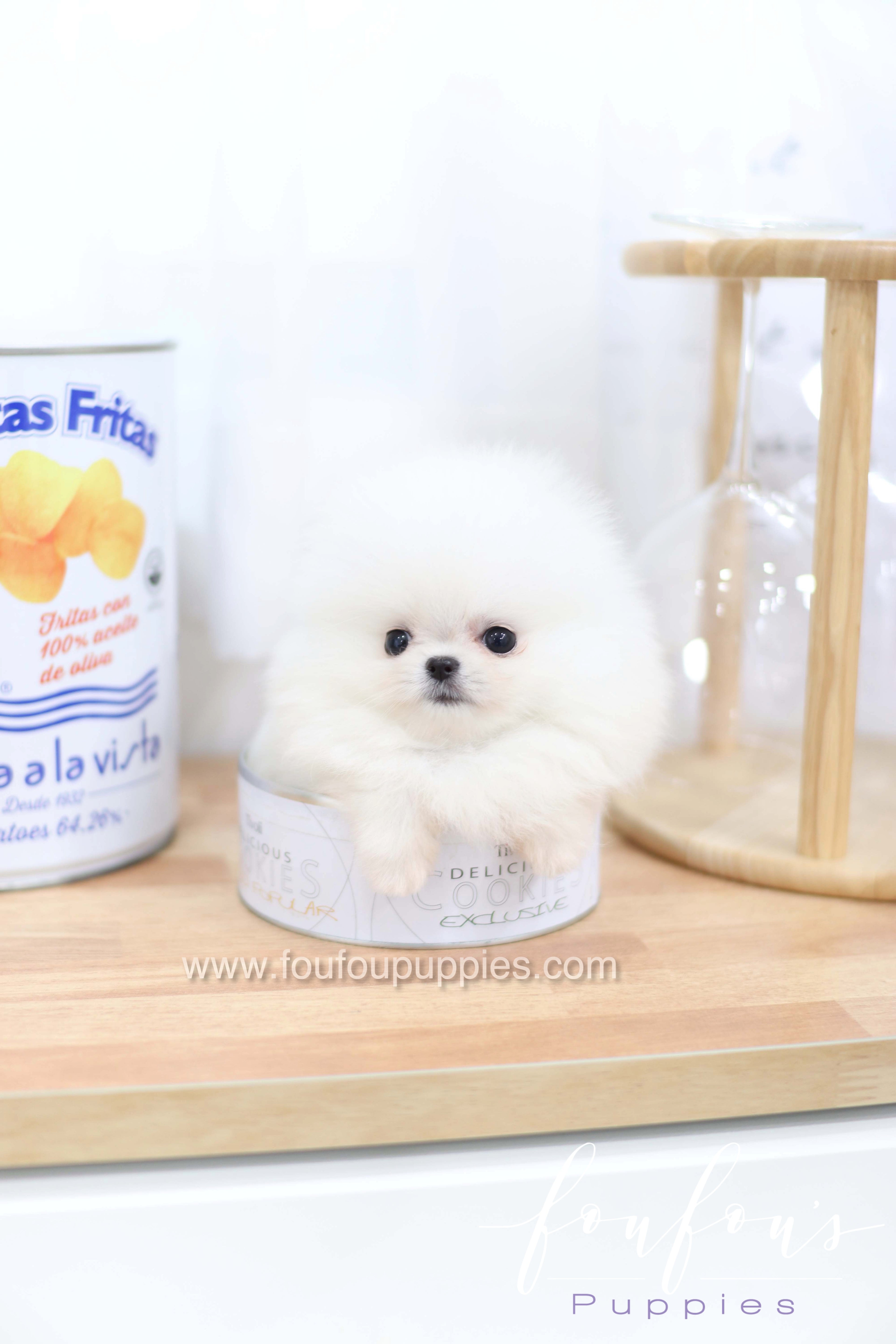 Miss Cloud - Pomeranian F.