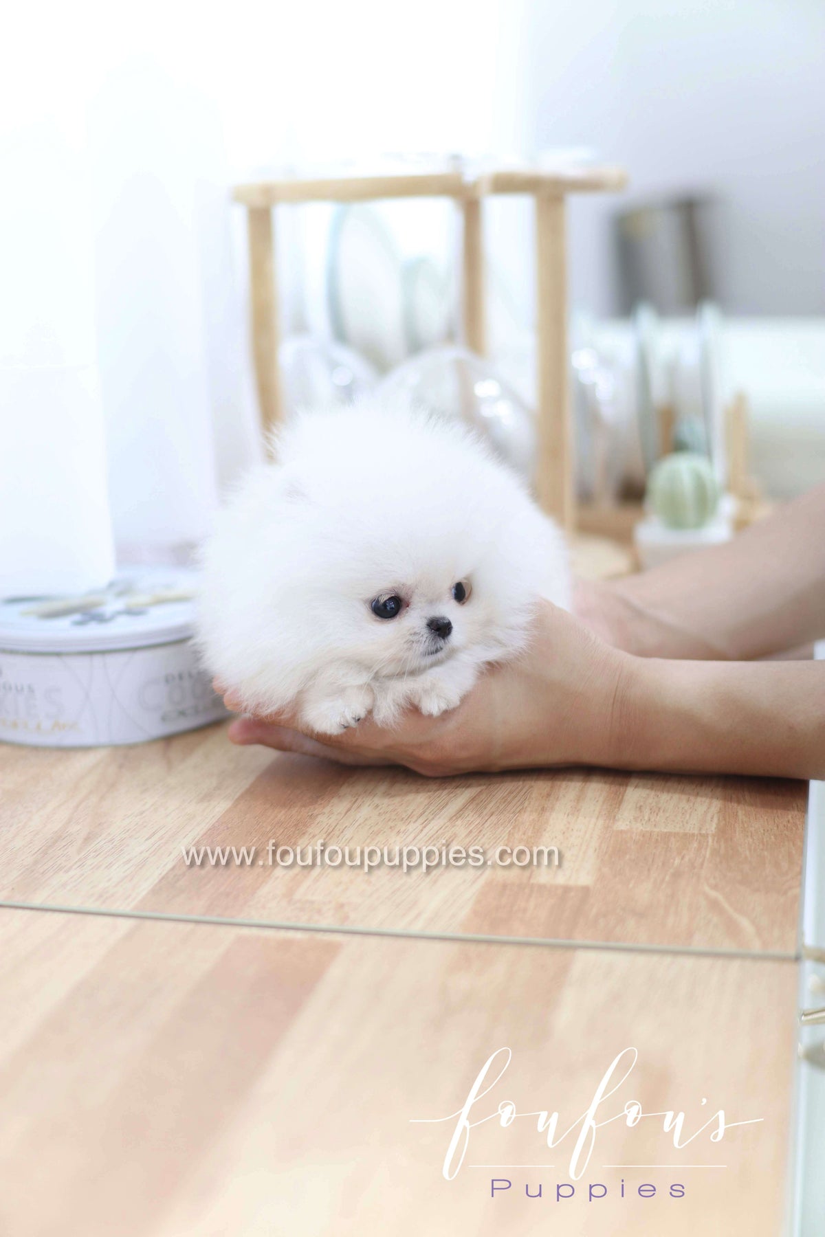Miss Cloud - Pomeranian F.