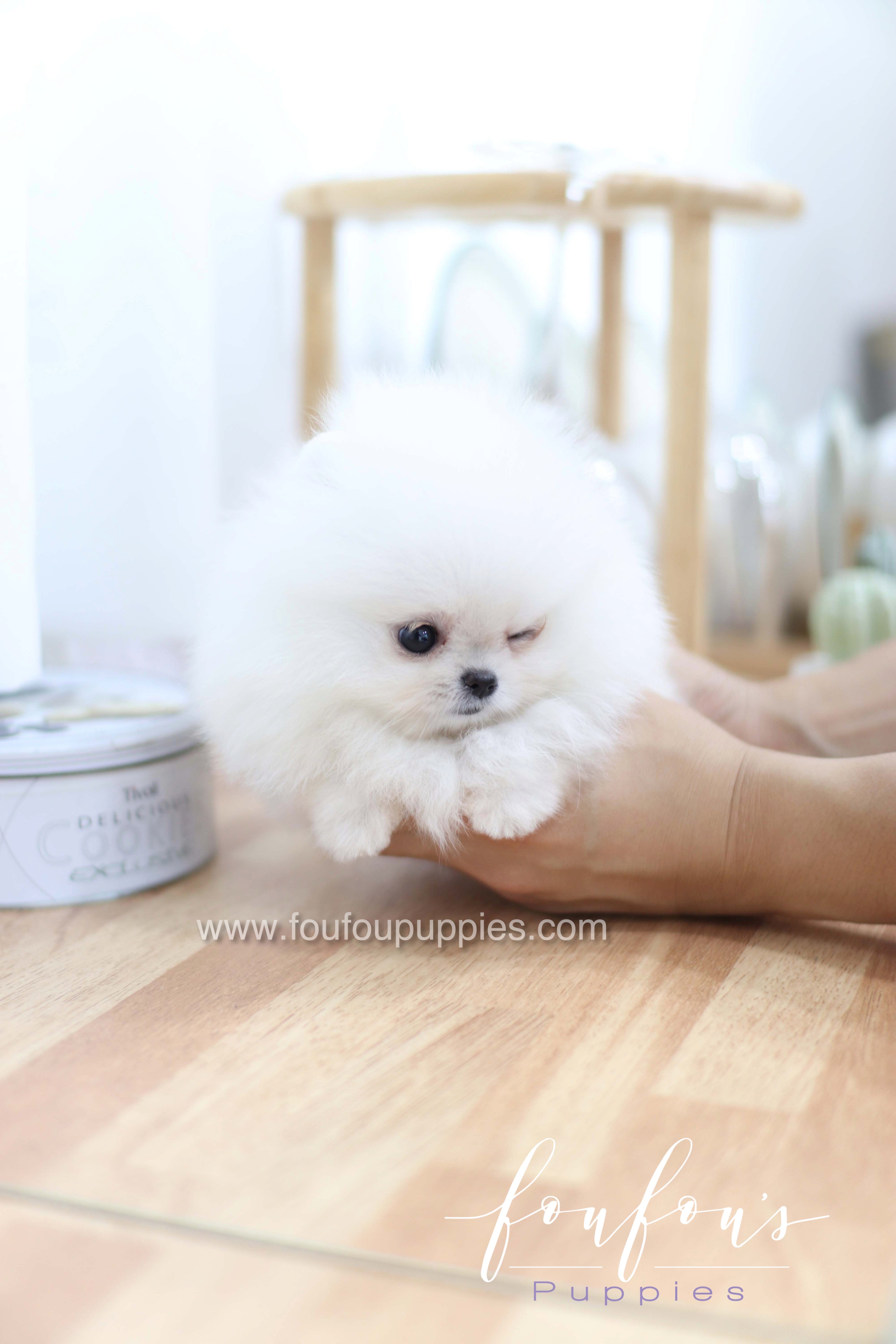 Miss Cloud - Pomeranian F.