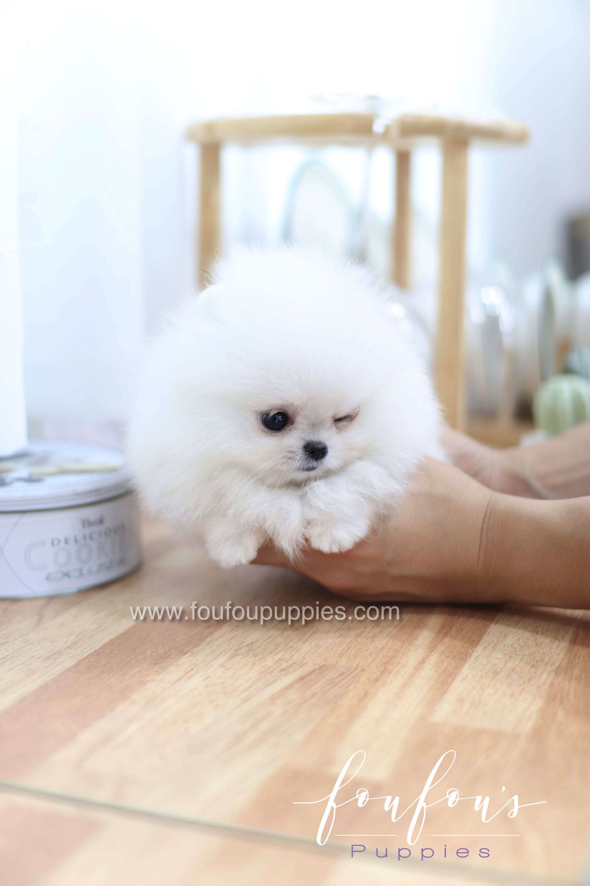 Miss Cloud - Pomeranian F.