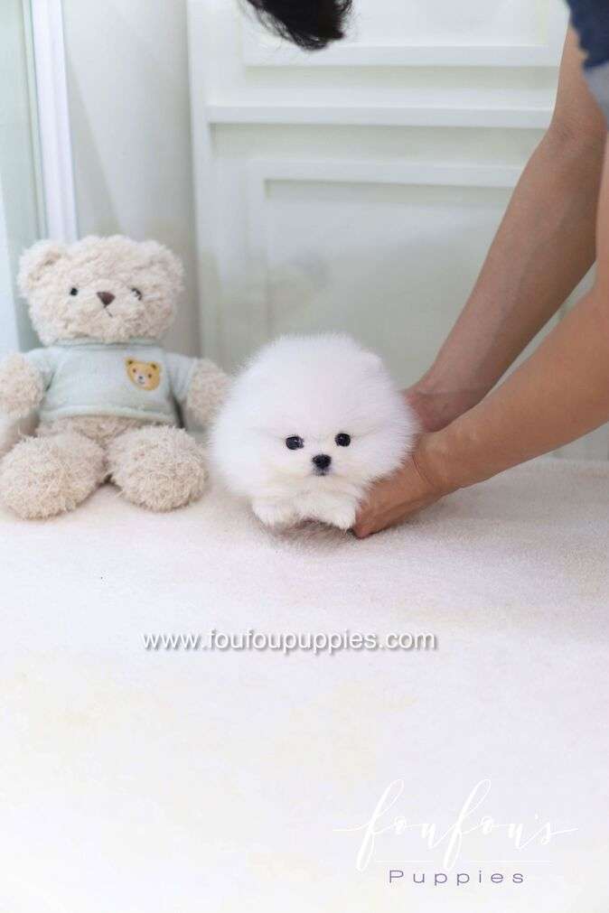 Casper - Pomeranian M.