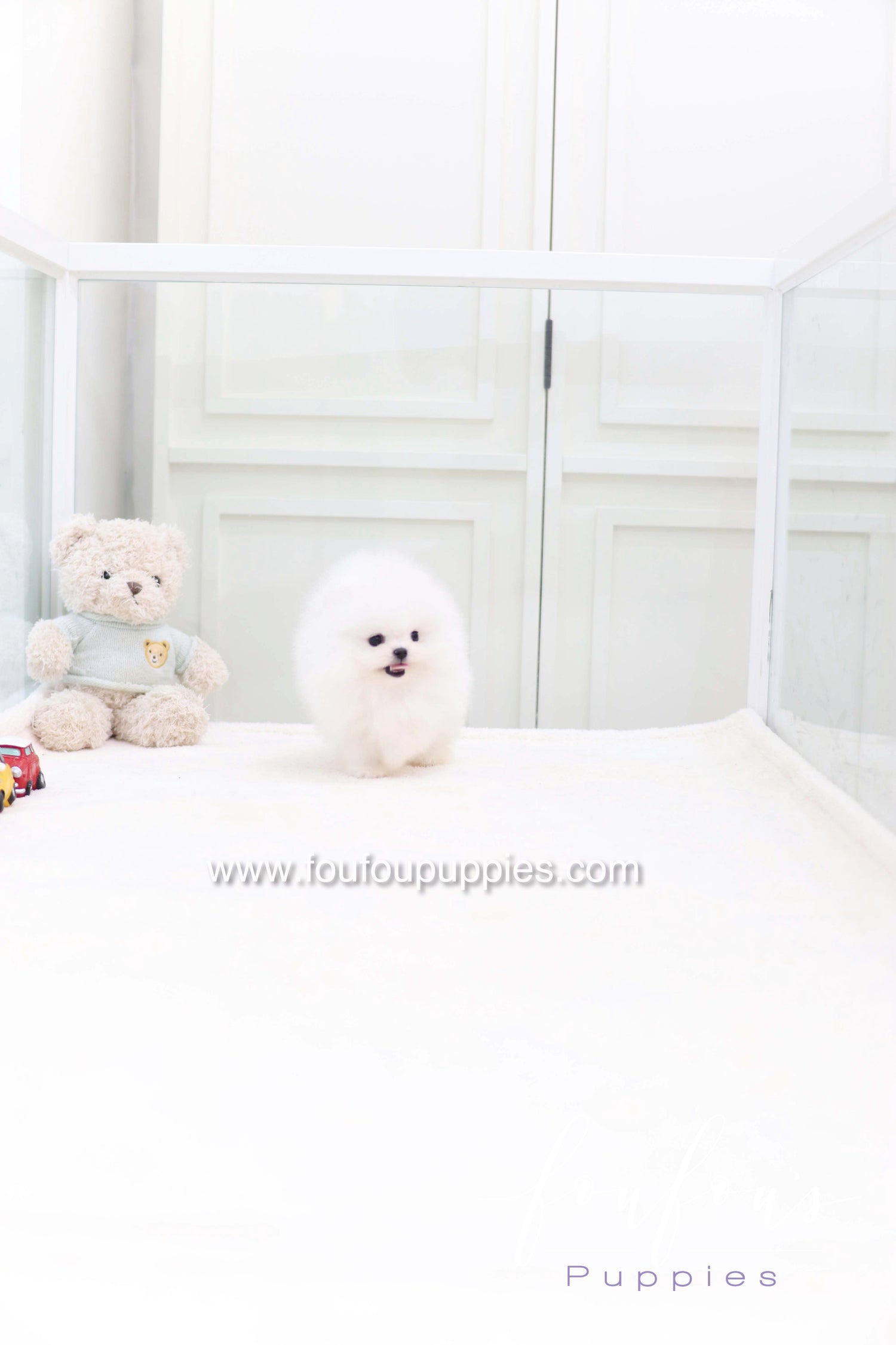 Casper - Pomeranian M.