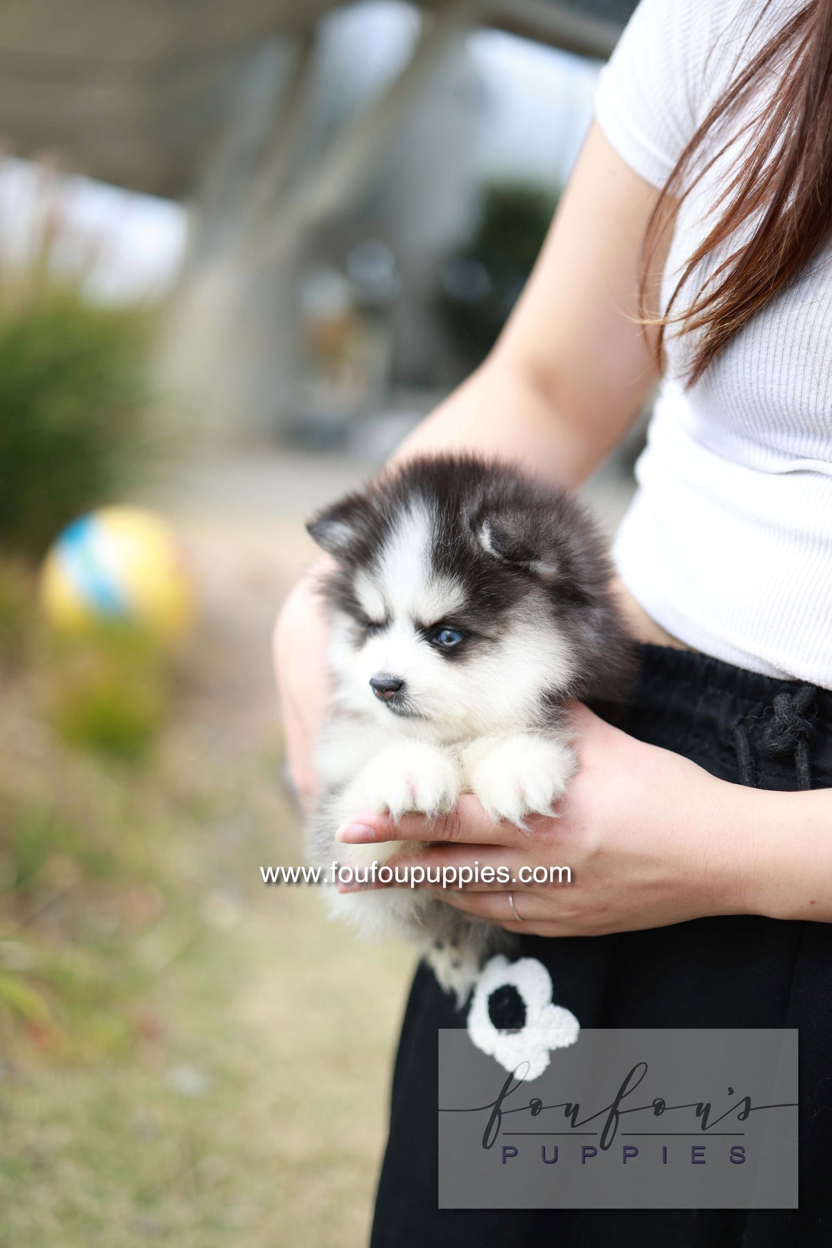 DaVinci - Pomsky M.