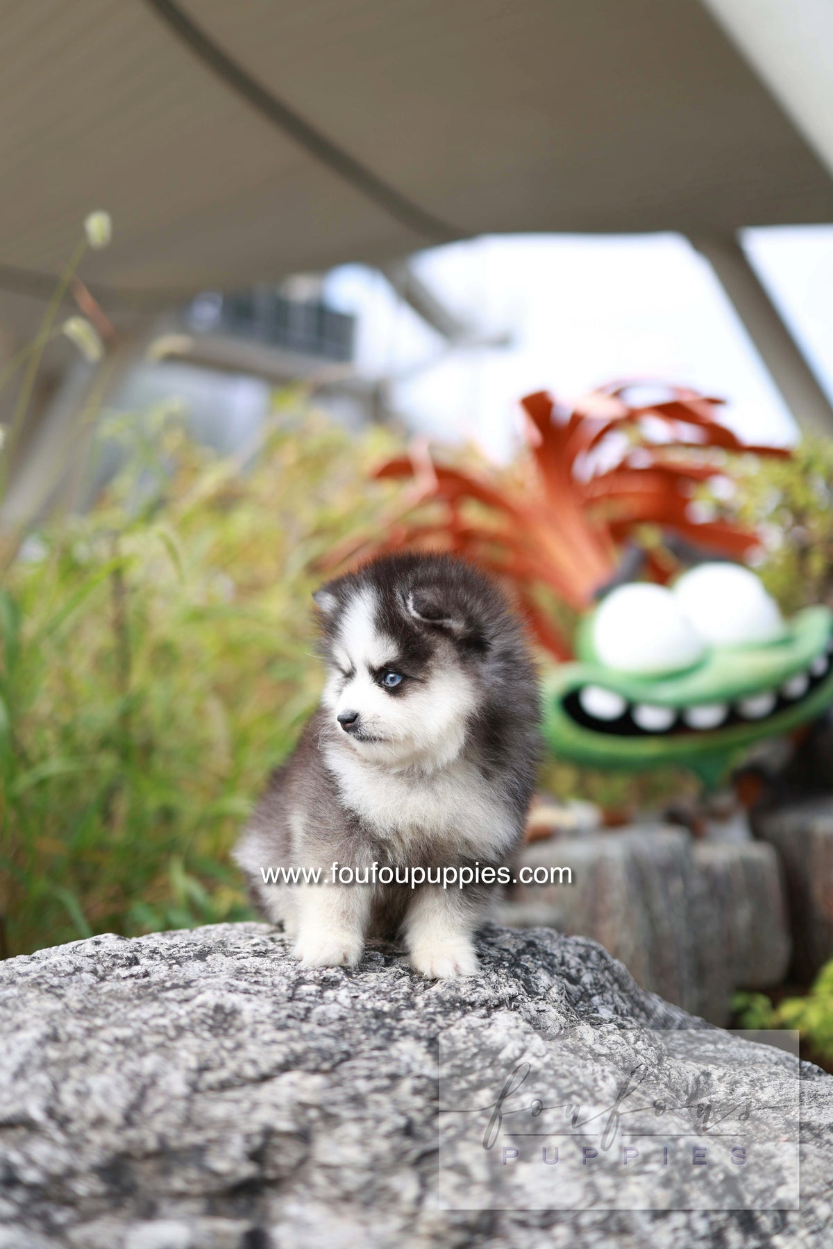 DaVinci - Pomsky M.