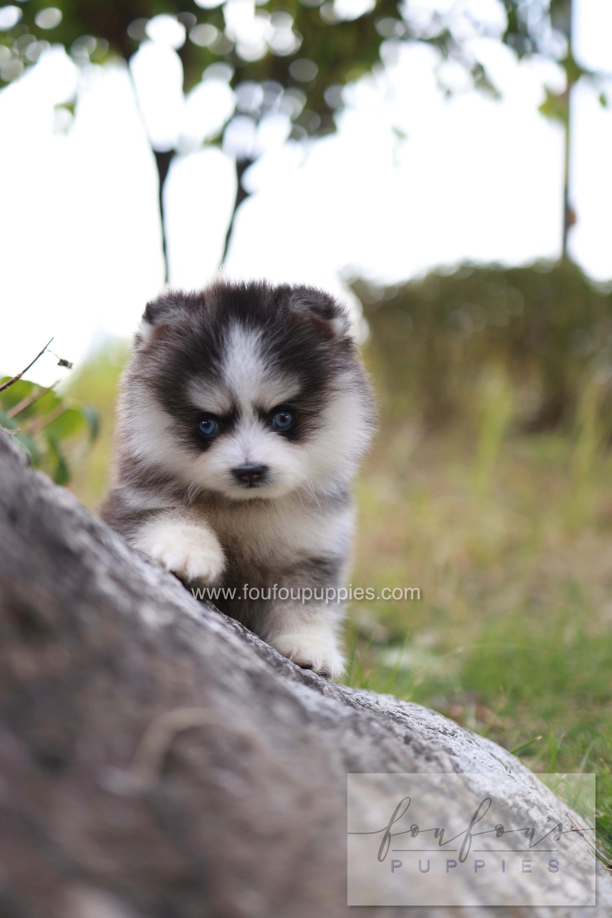 DaVinci - Pomsky M.