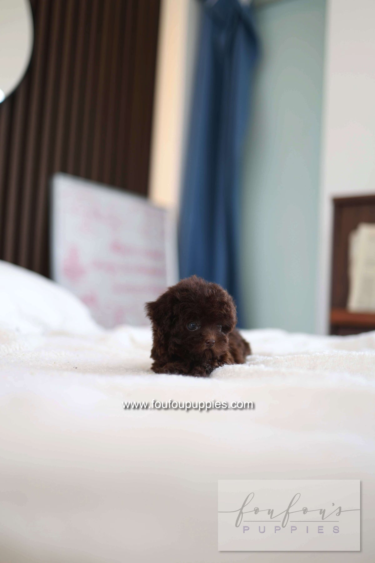 Patchi - Poodle F.