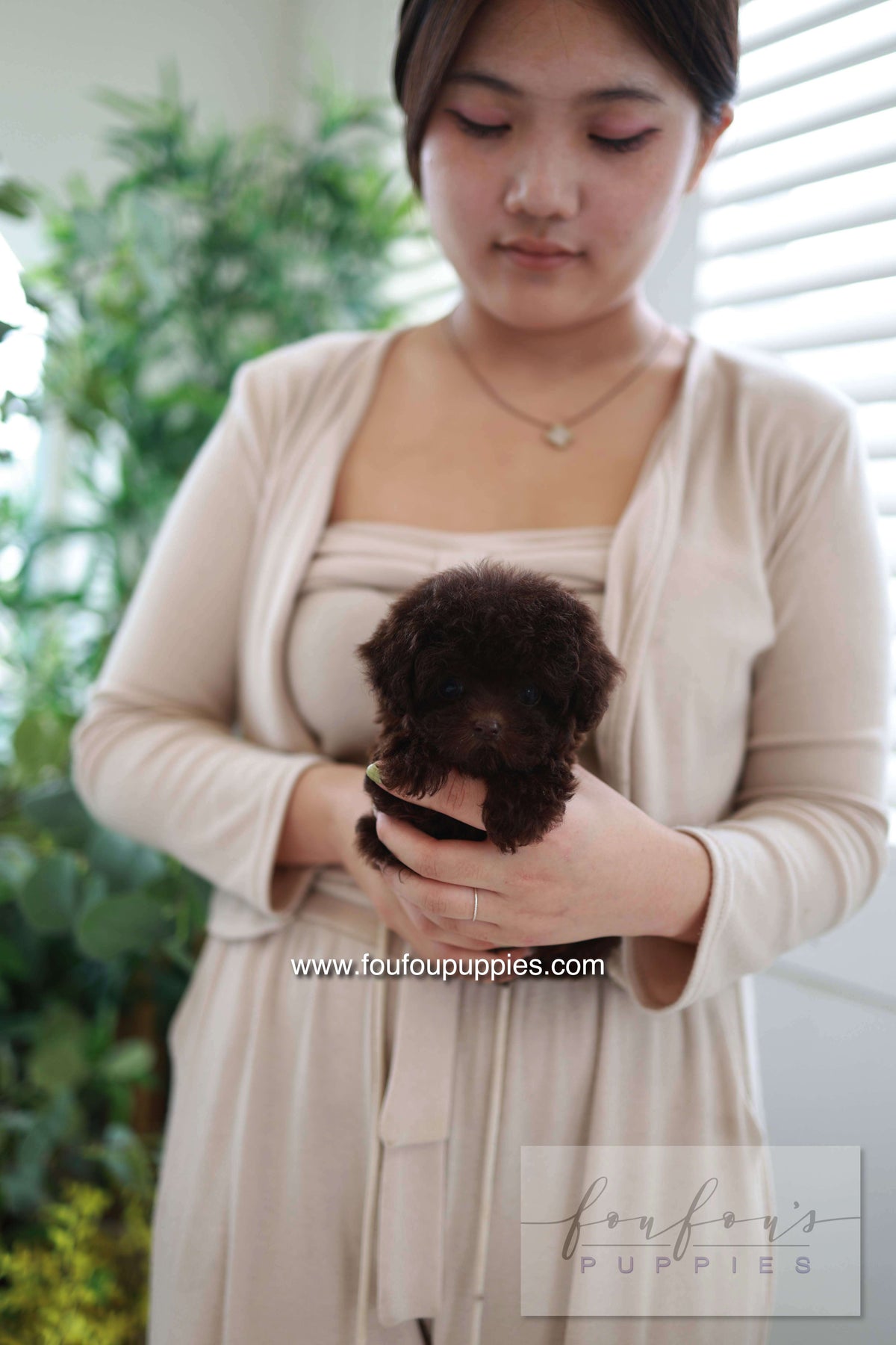 Patchi - Poodle F.