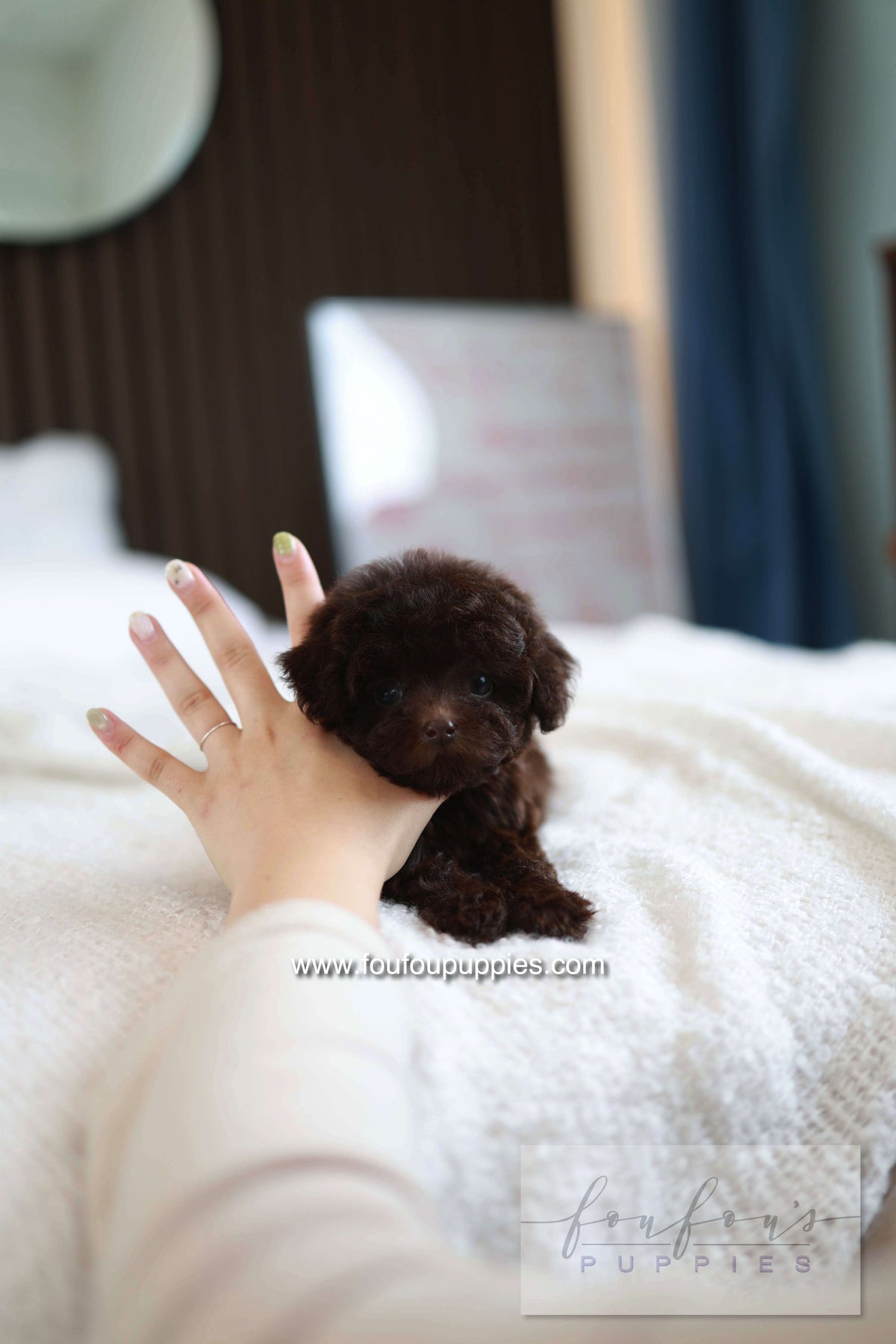 Patchi - Poodle F.
