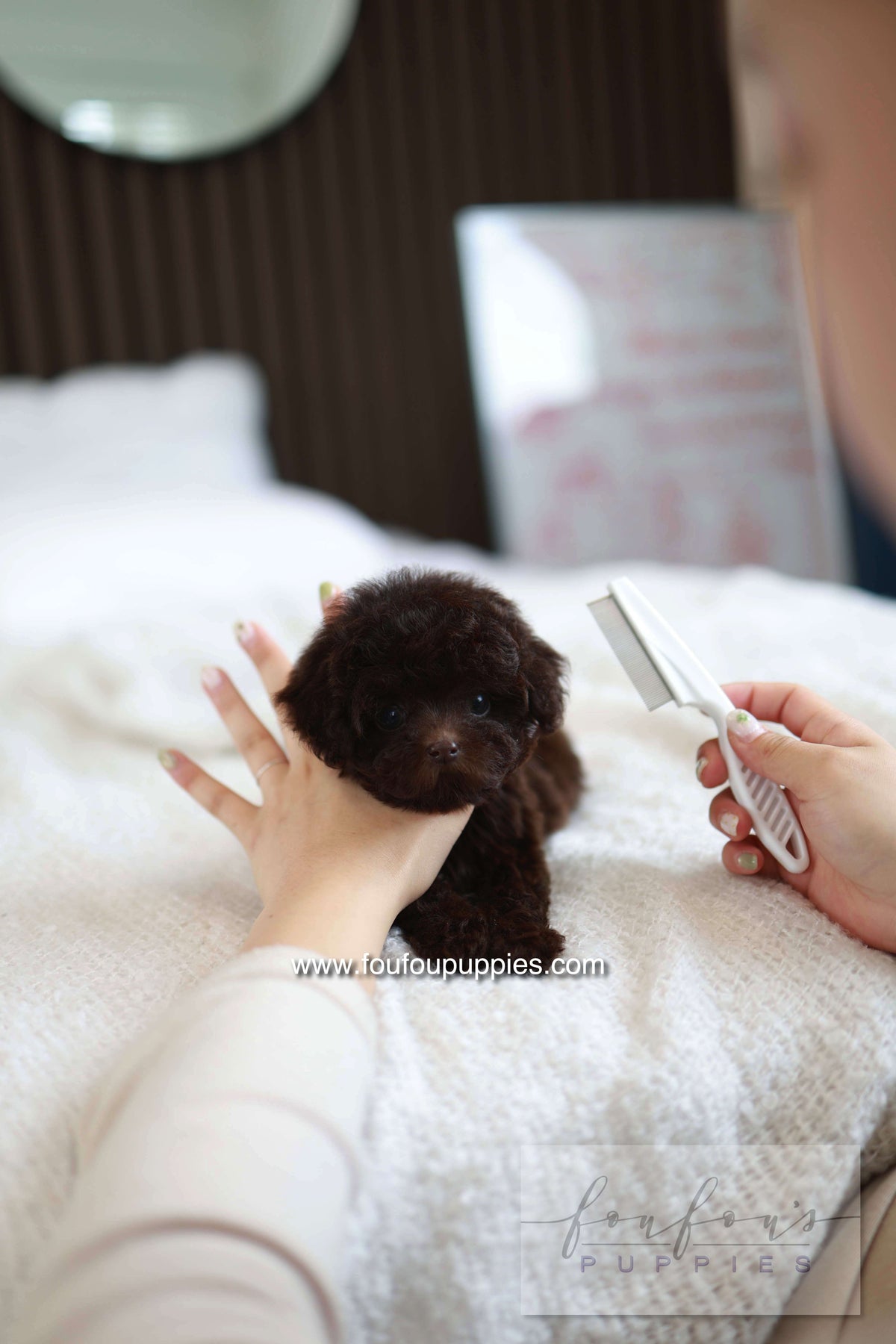 Patchi - Poodle F.