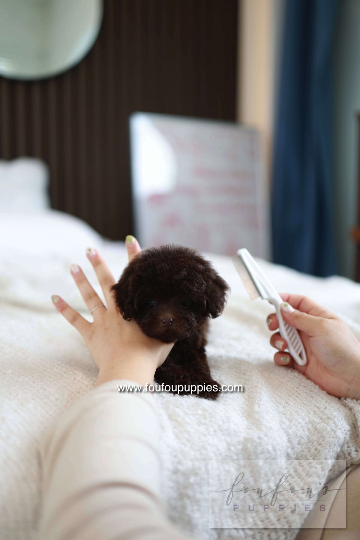 Patchi - Poodle F.