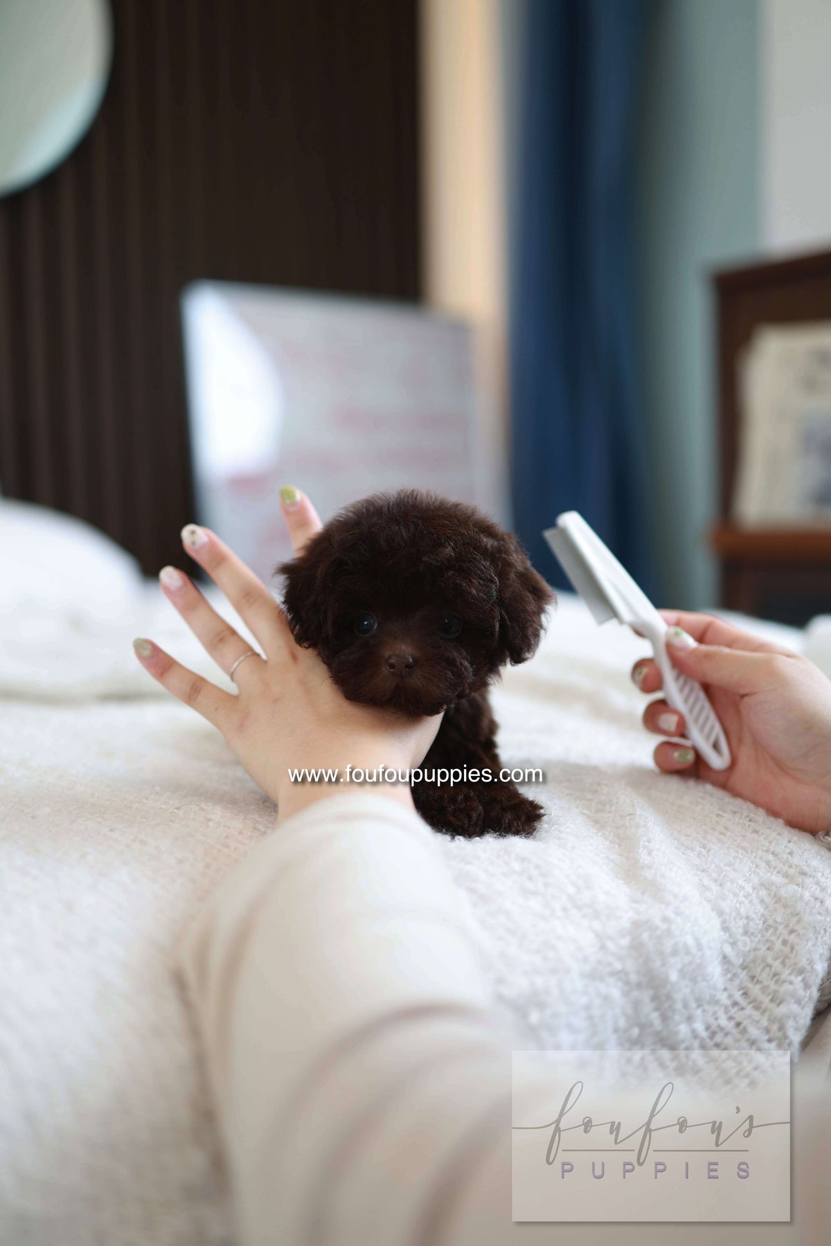 Patchi - Poodle F.
