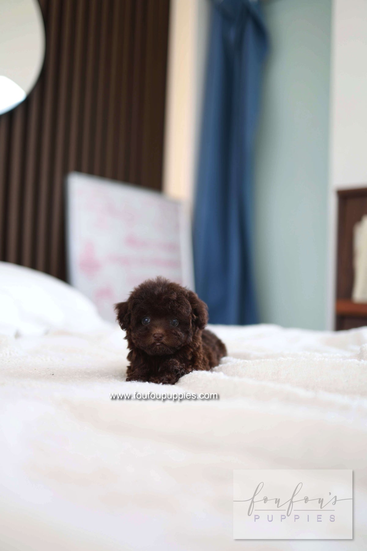 Patchi - Poodle F.