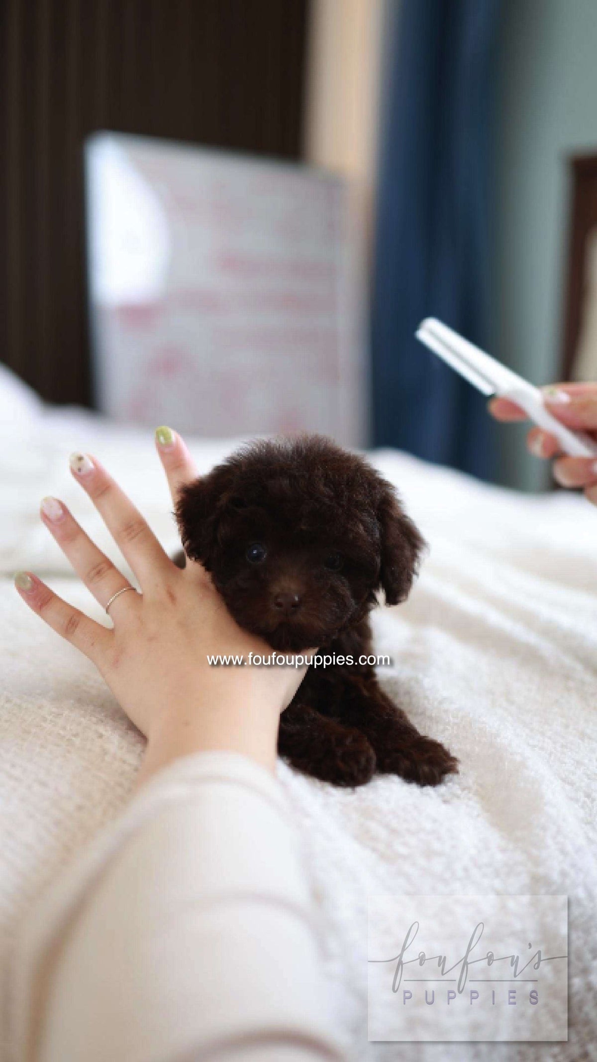 Patchi - Poodle F.