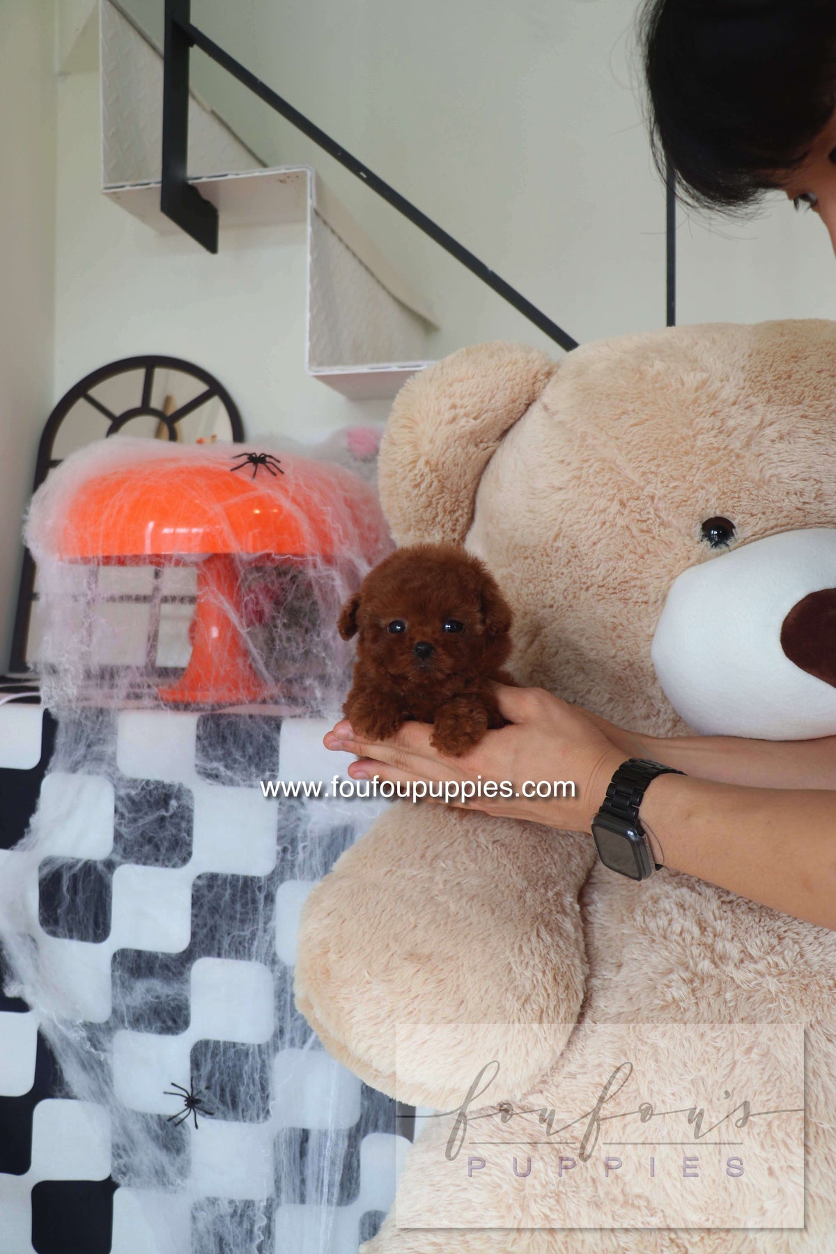 Teddy - Poodle M.