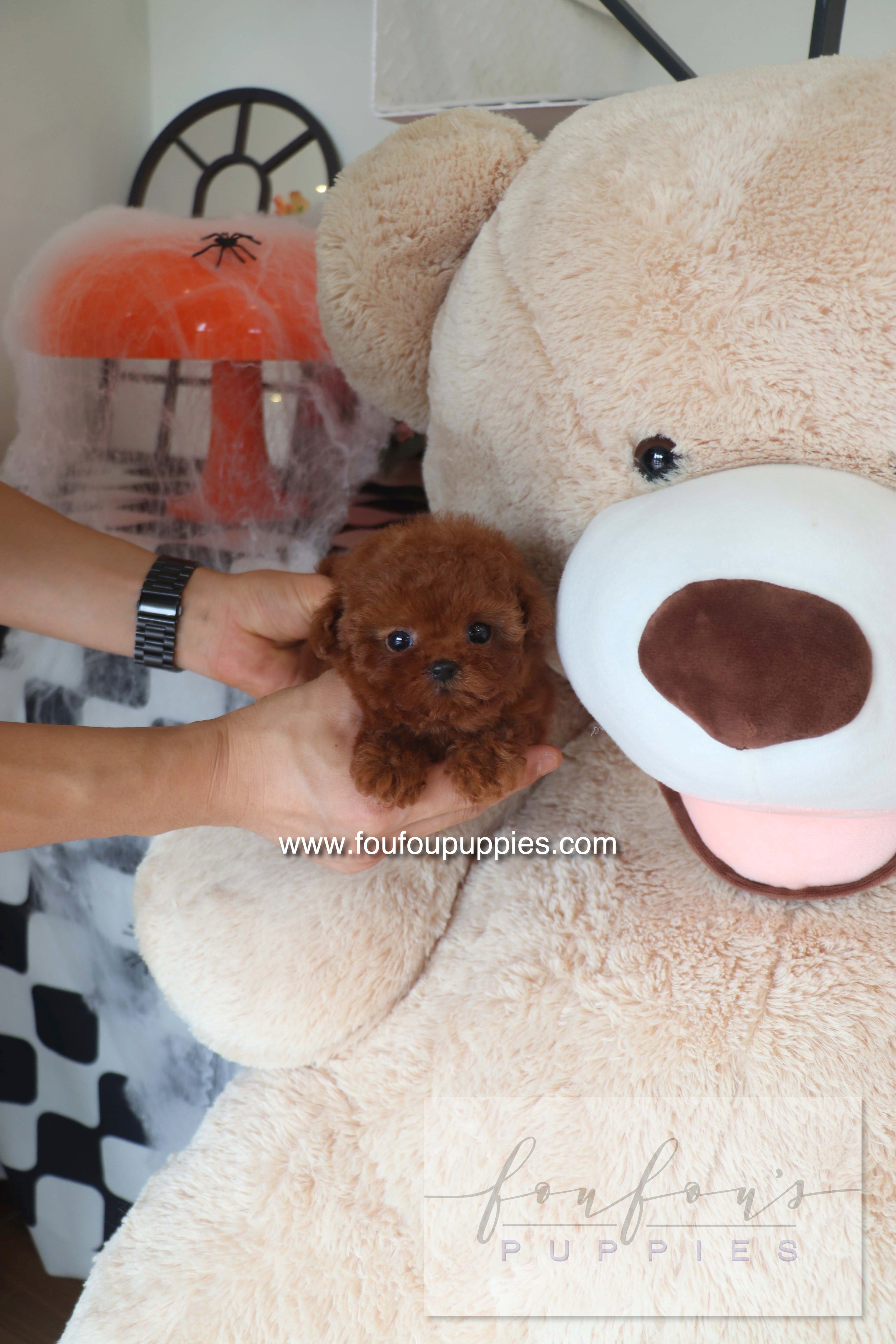 Teddy - Poodle M.