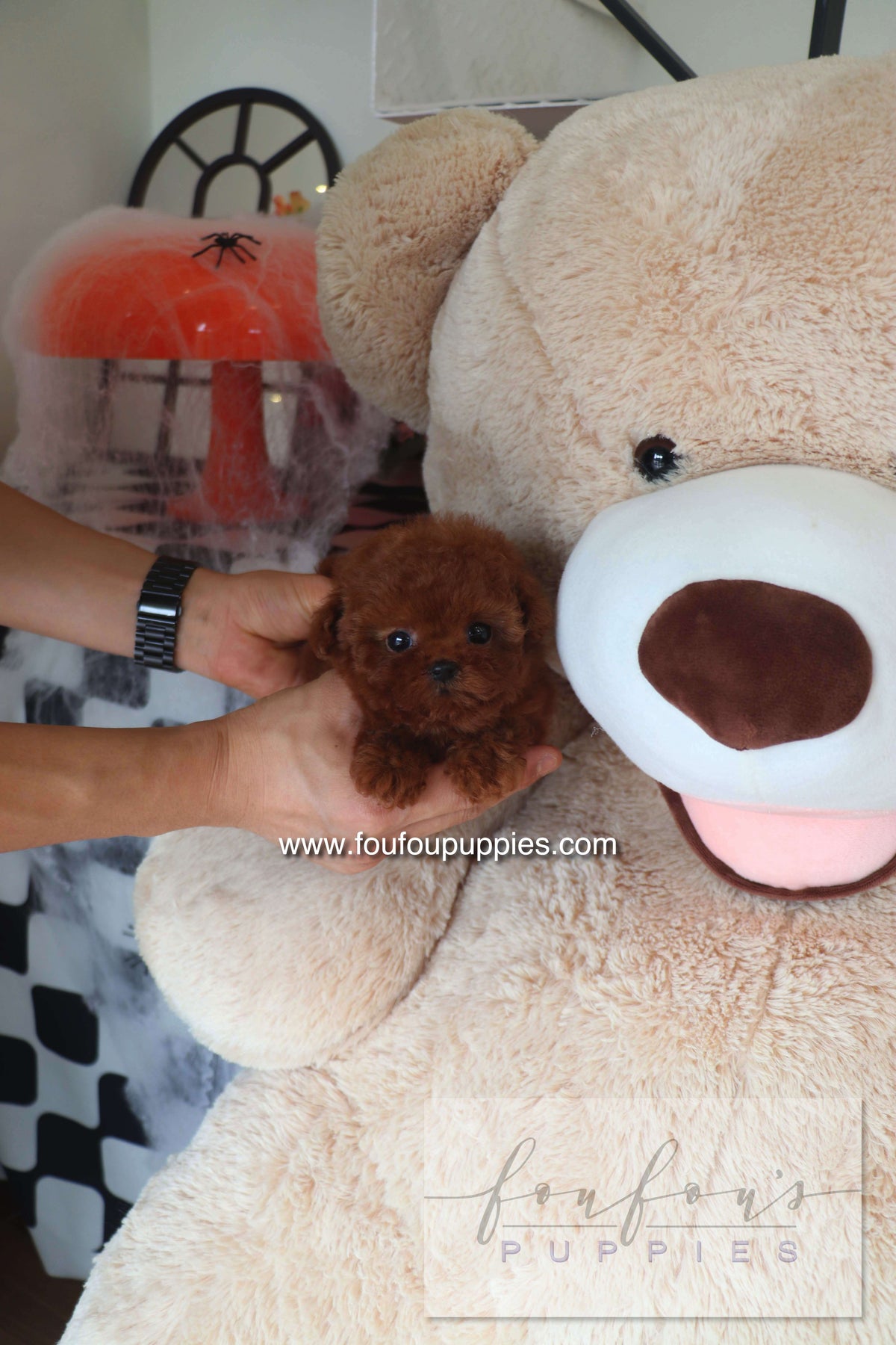 Teddy - Poodle M.