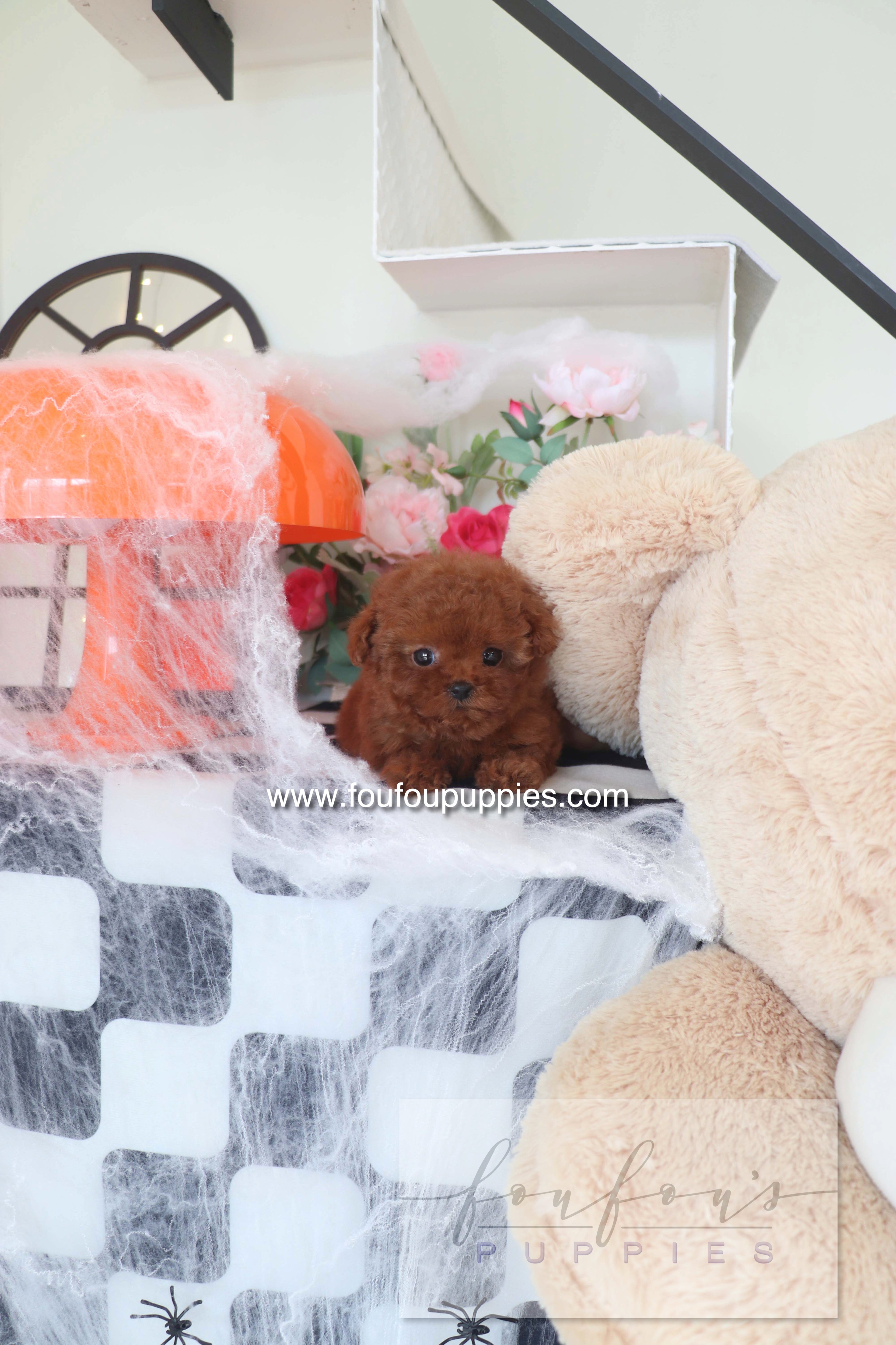 Teddy - Poodle M.