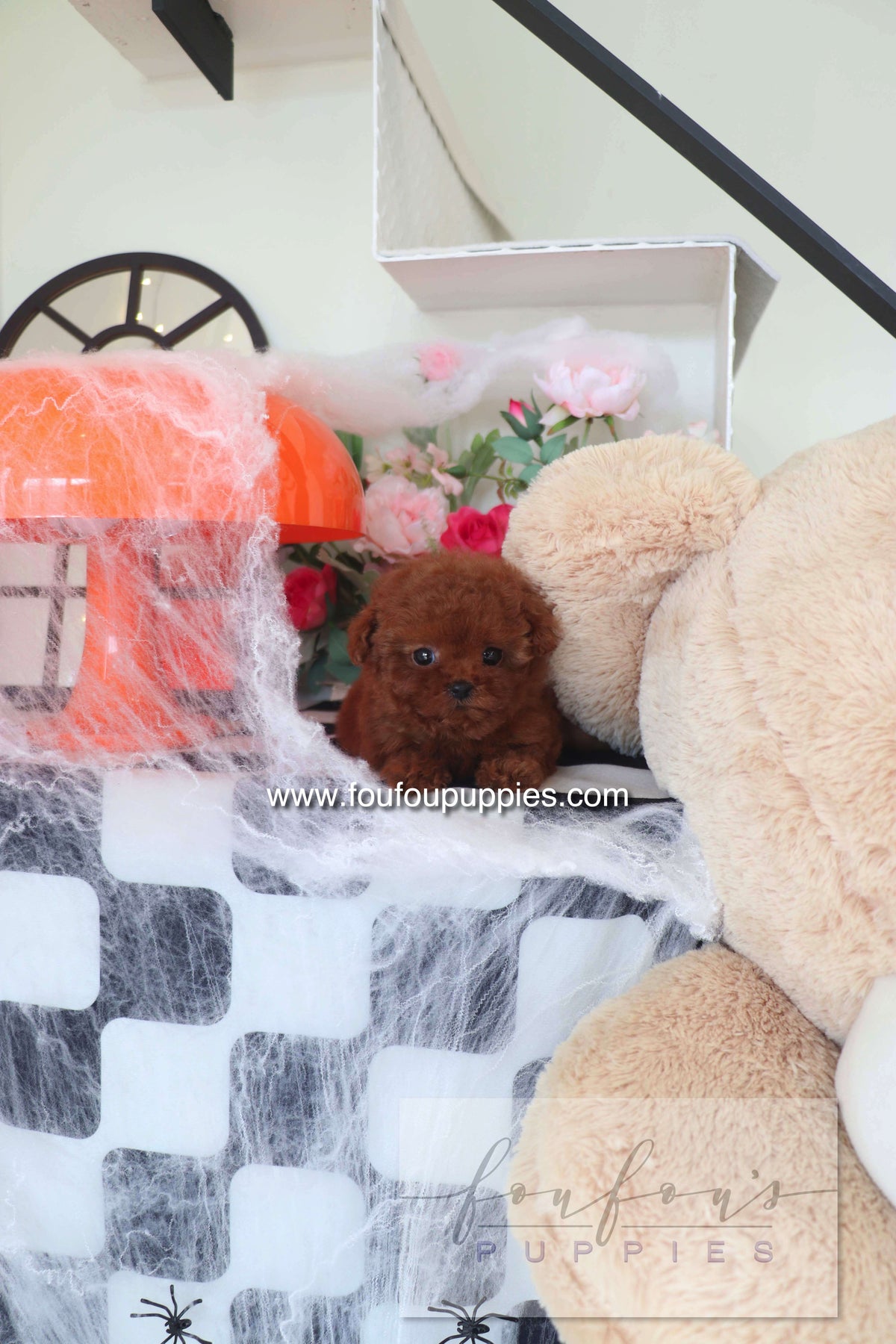 Teddy - Poodle M.