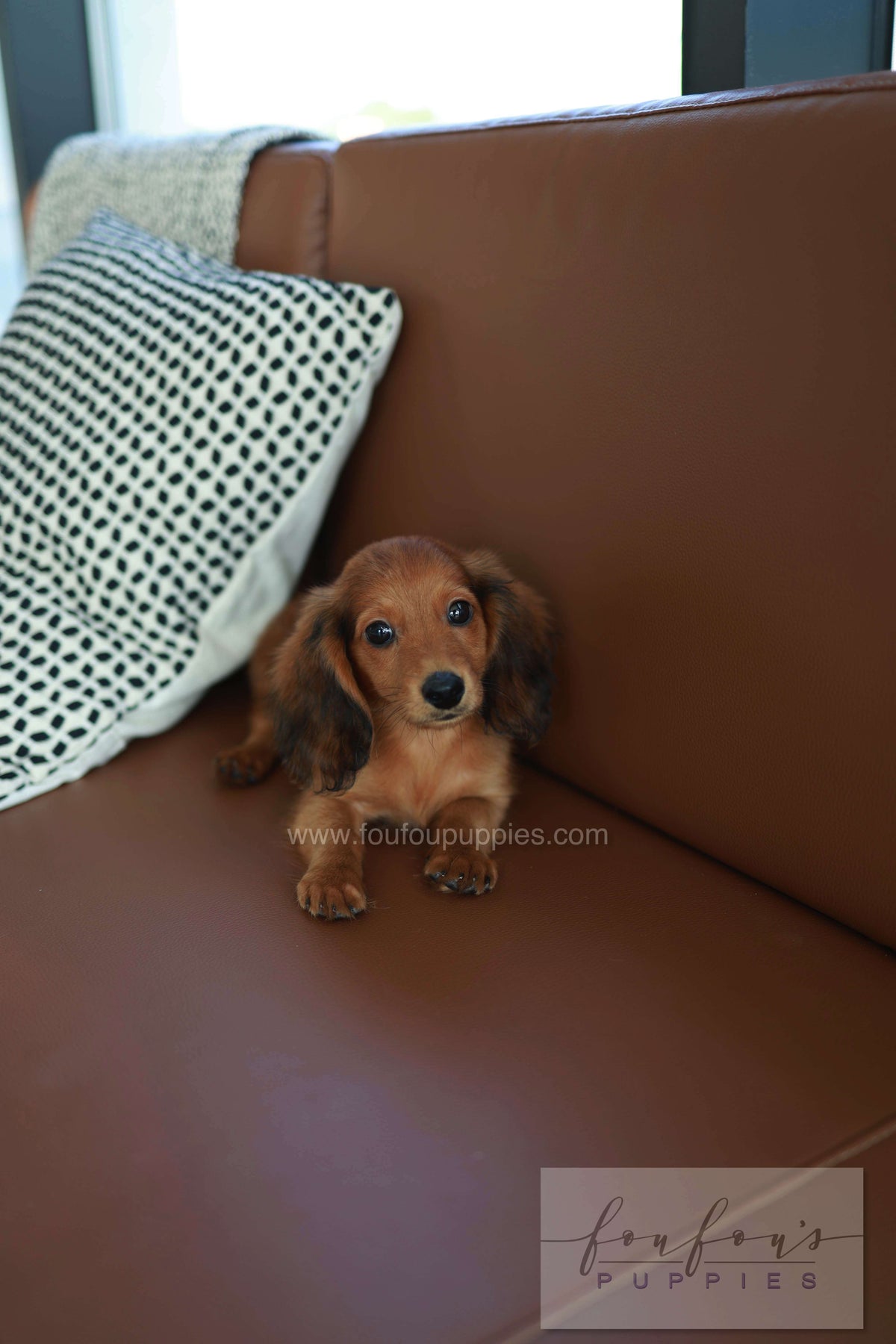 Chester - Dachshund M.