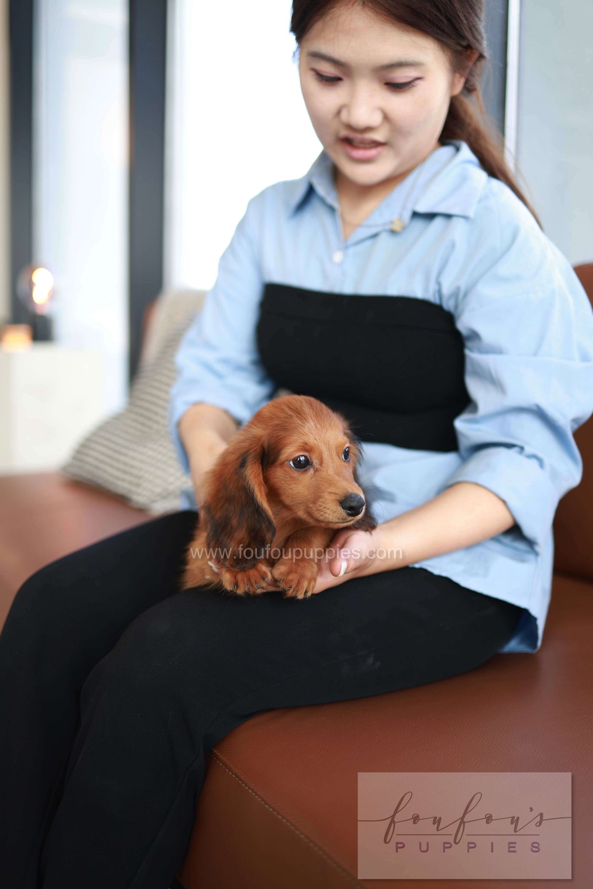 Chester - Dachshund M.