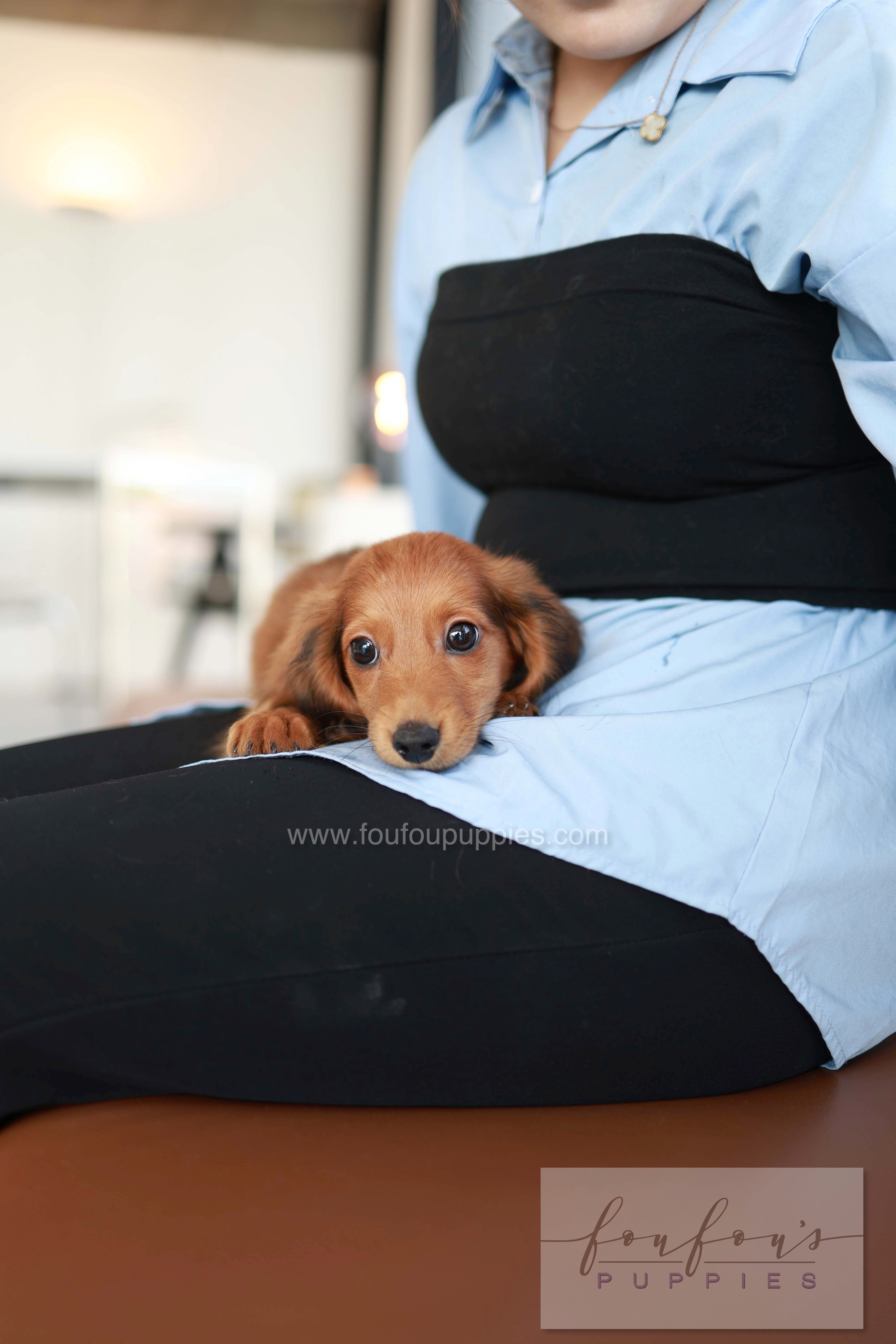 Chester - Dachshund M.