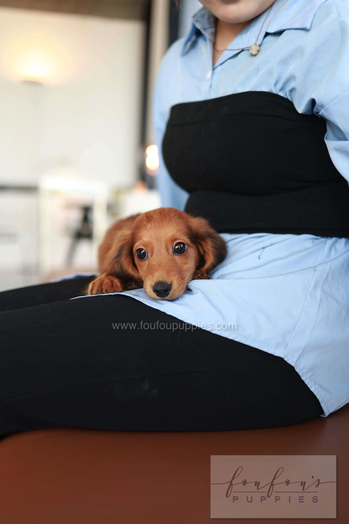 Chester - Dachshund M.