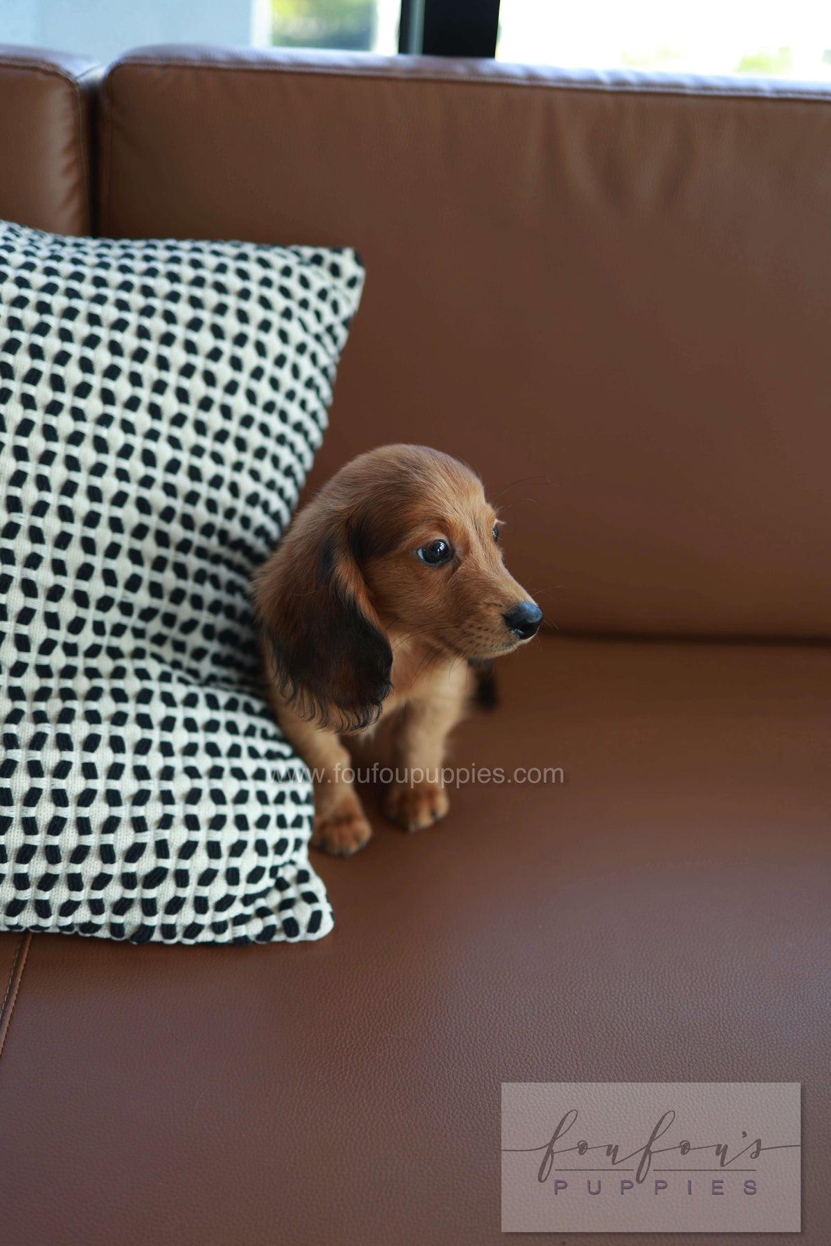 Chester - Dachshund M.