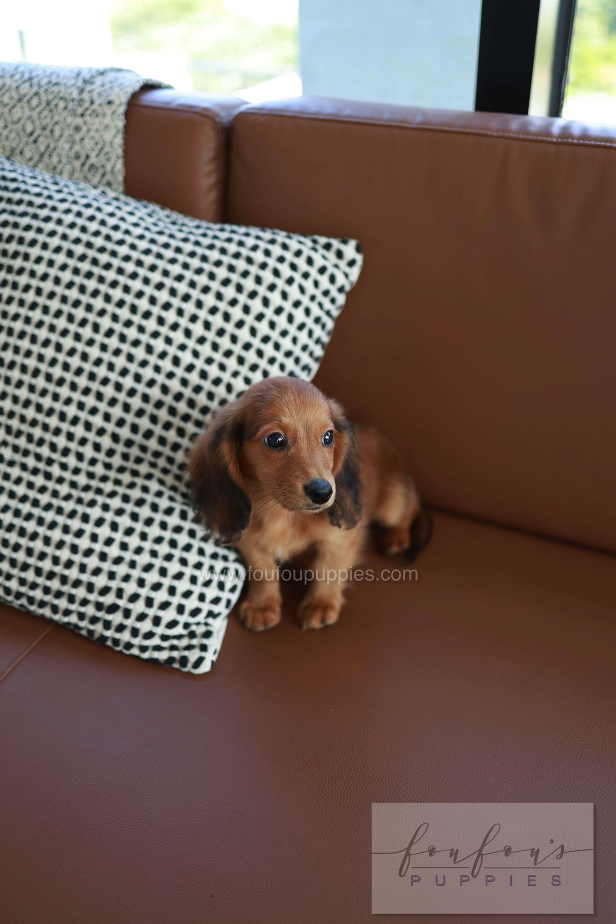 Chester - Dachshund M.