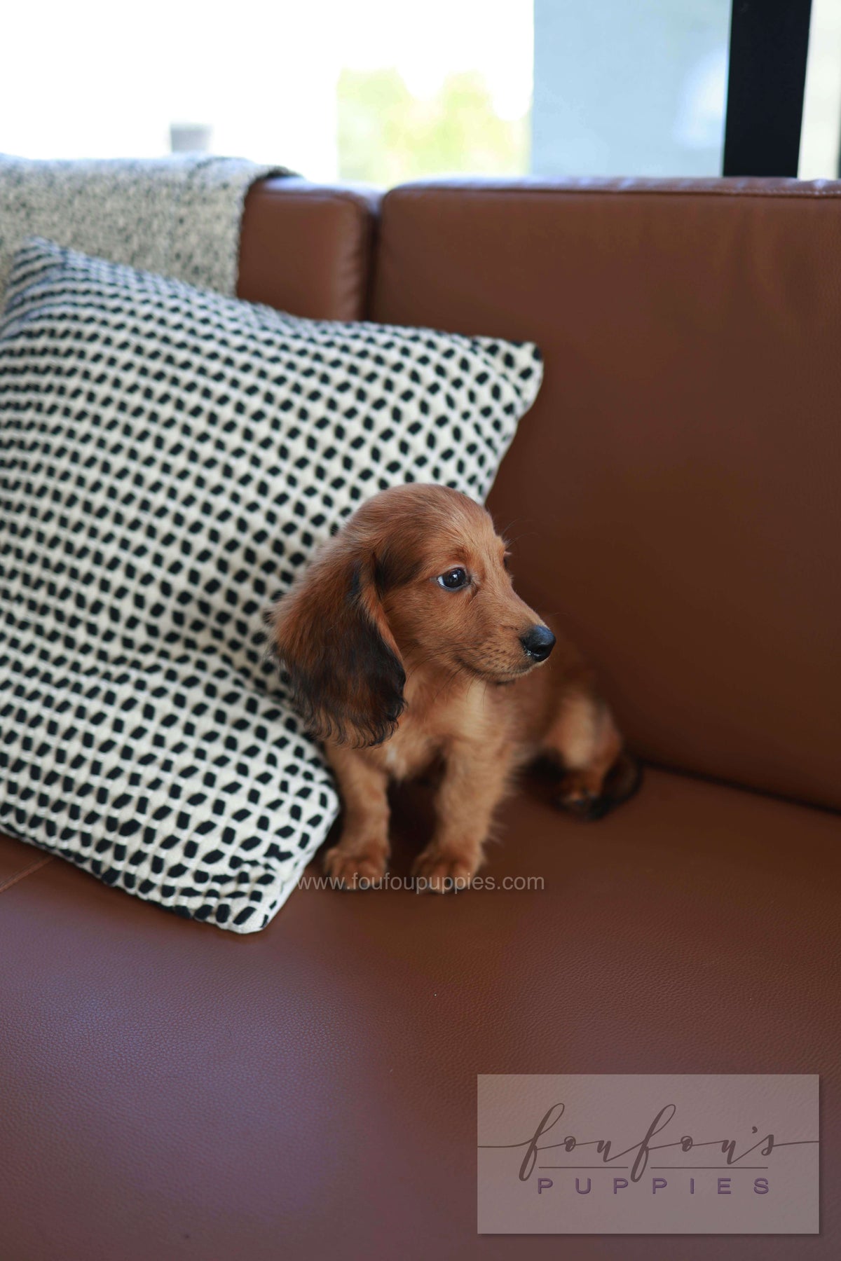 Chester - Dachshund M.