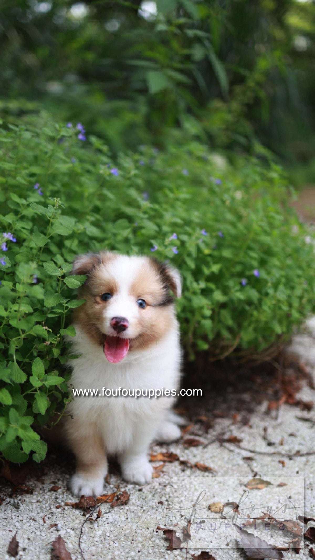 Koda - Shetland Sheepdog M.