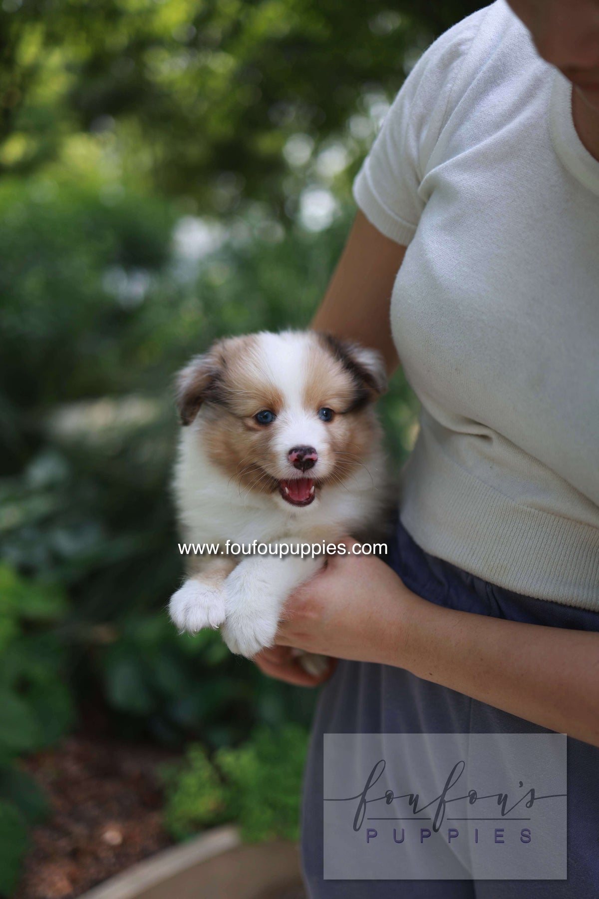 Koda - Shetland Sheepdog M.