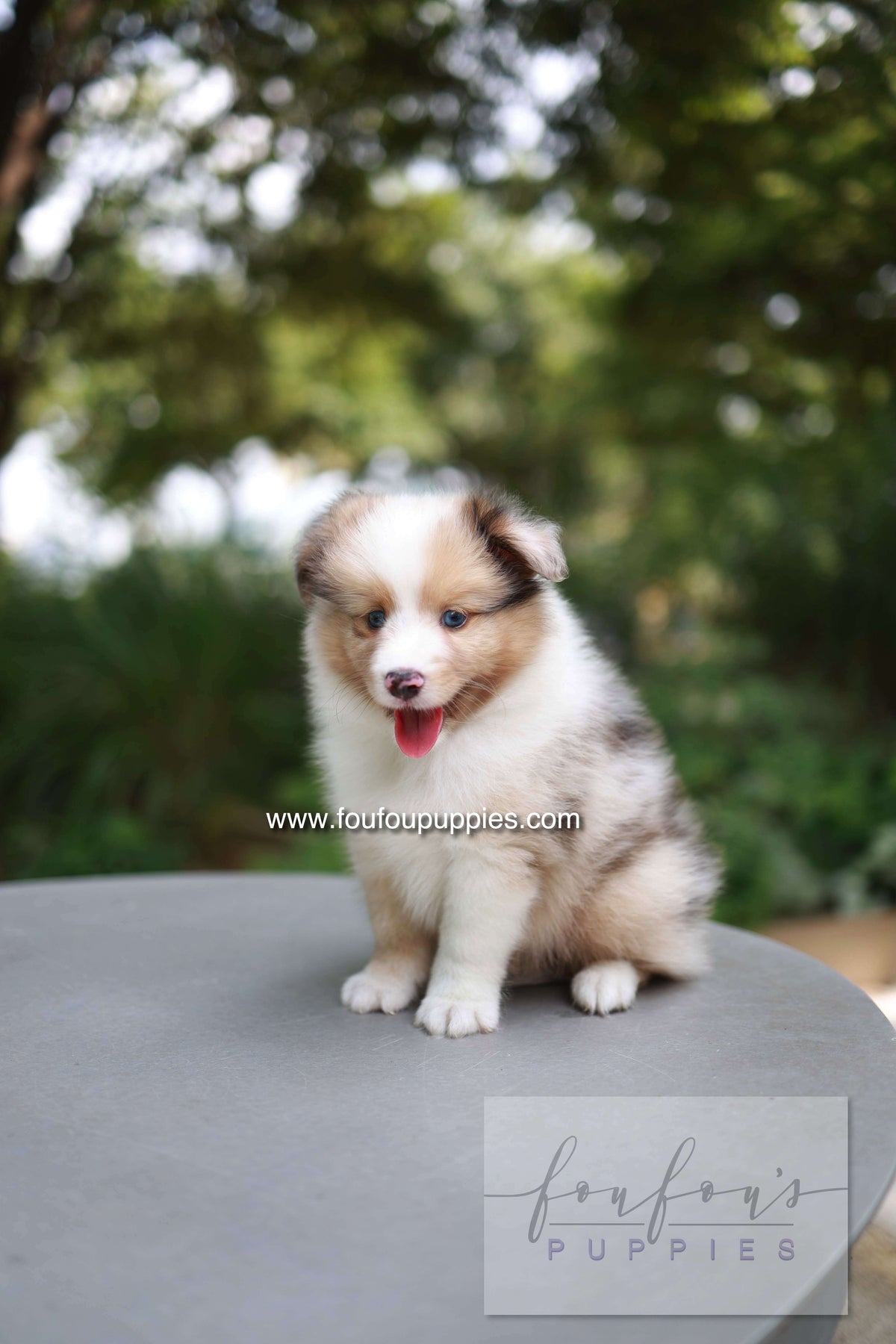 Koda - Shetland Sheepdog M.