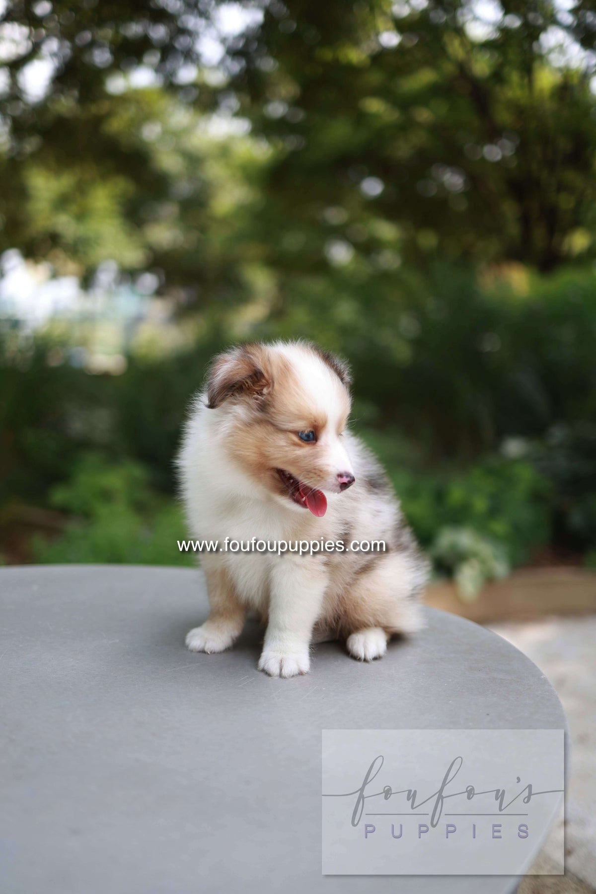 Koda - Shetland Sheepdog M.