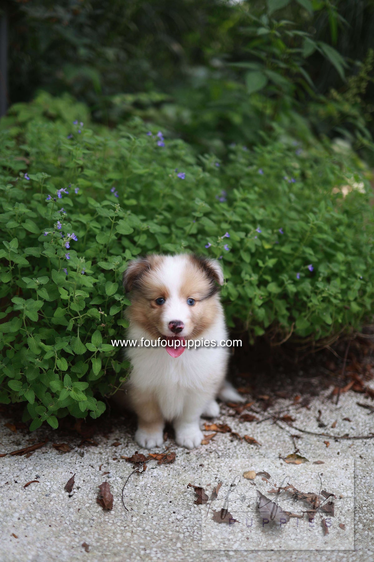 Koda - Shetland Sheepdog M.