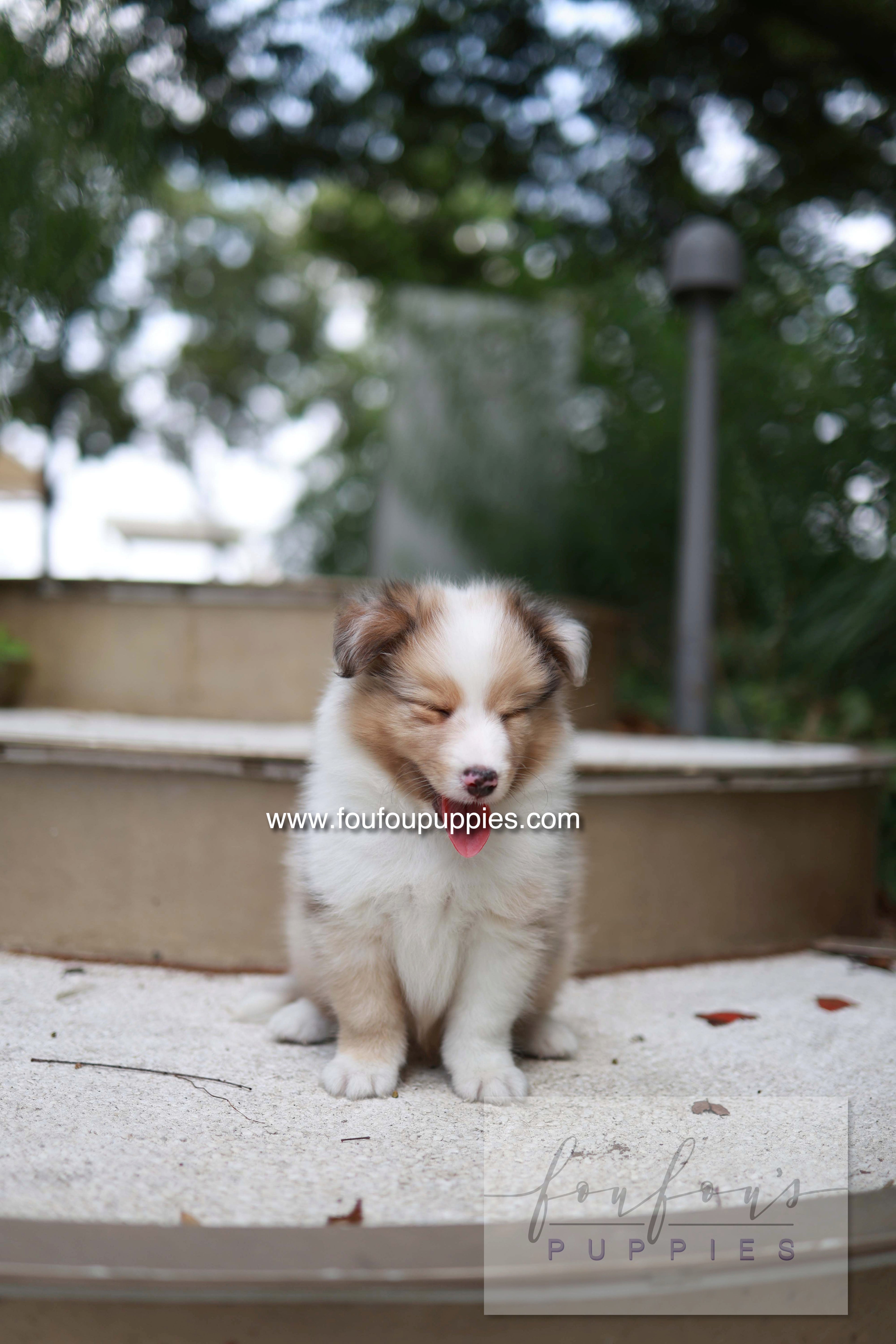 Koda - Shetland Sheepdog M.
