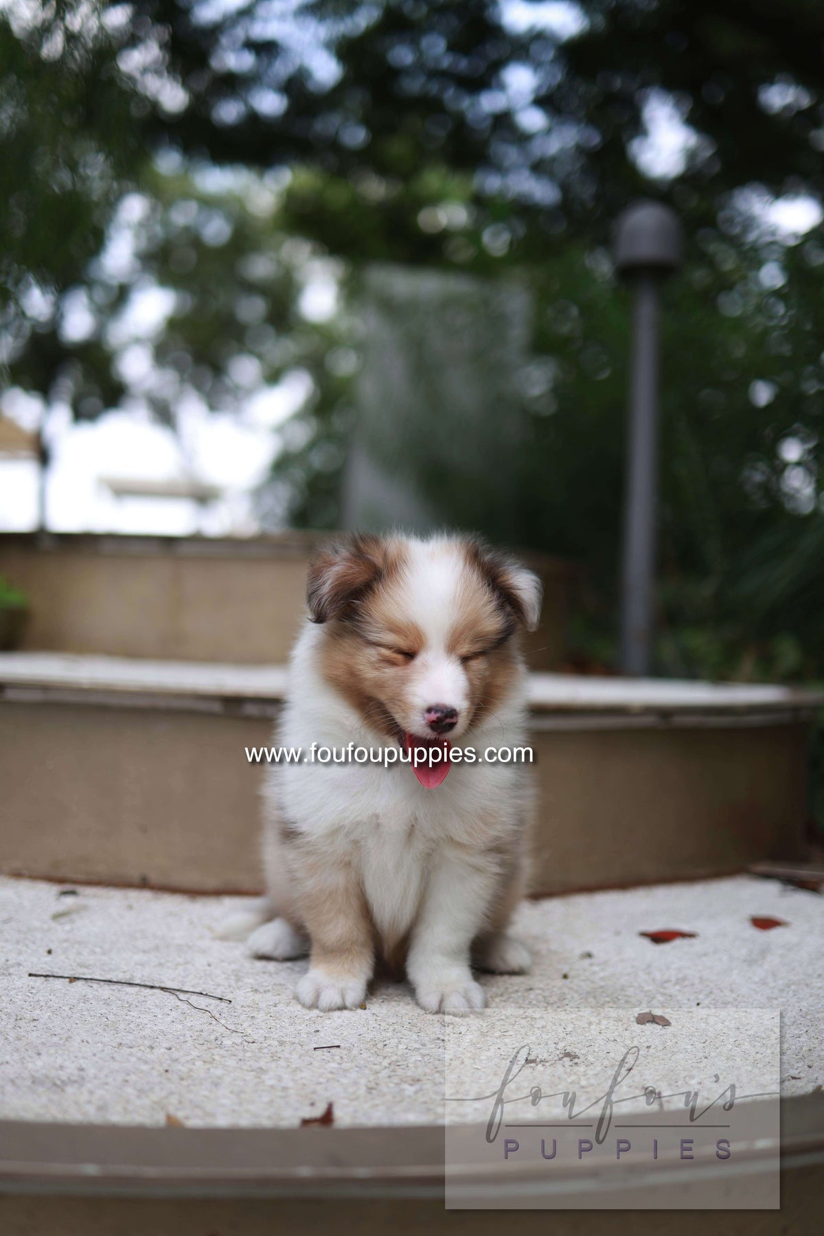 Koda - Shetland Sheepdog M.